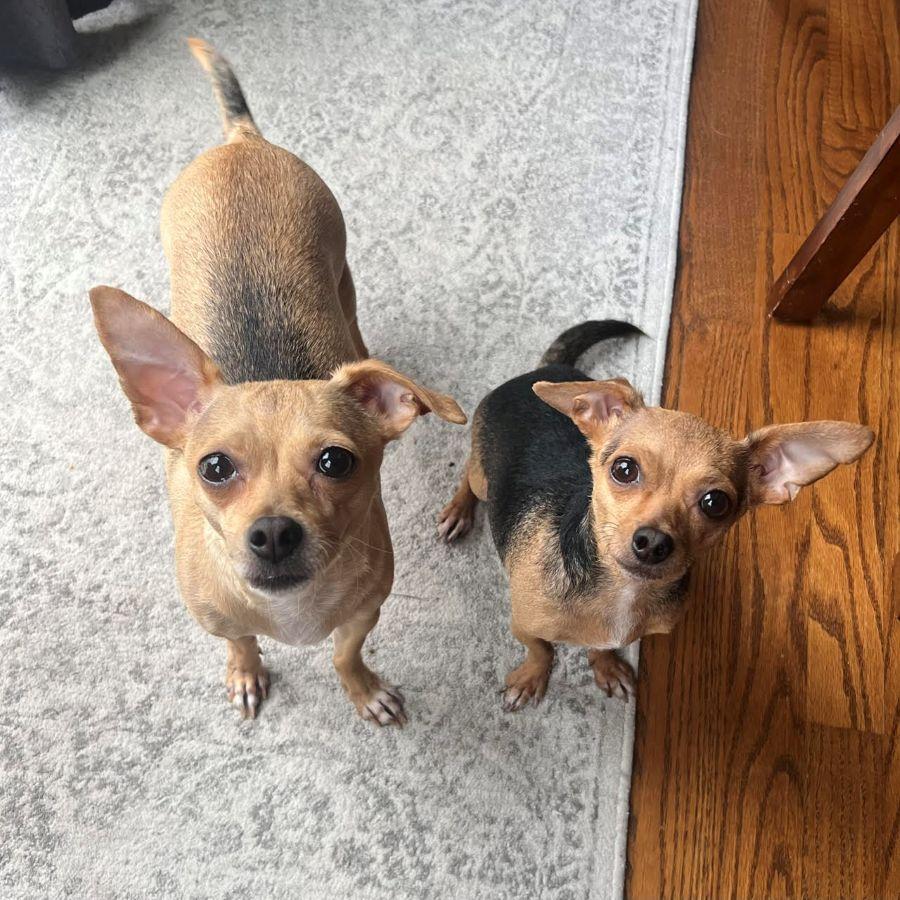 Edie & Hershey, ADOPTABLE, Adult Female Chihuahua.