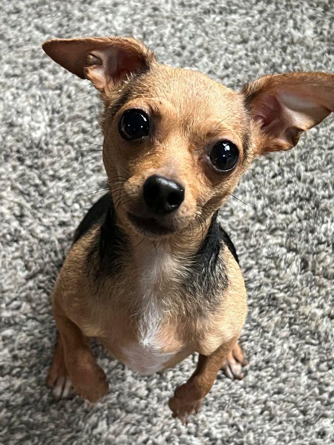 Edie & Hershey, a ADOPTABLE Chihuahua in Barrington, IL image 5/6