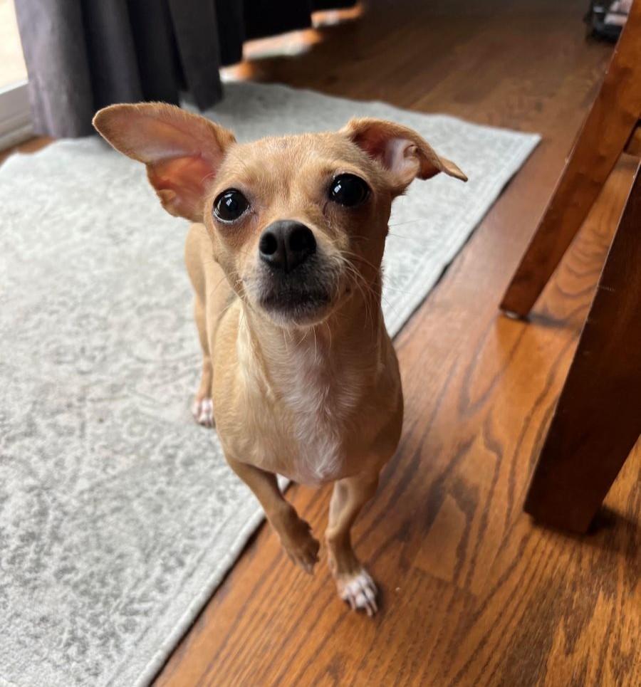 Edie & Hershey, a ADOPTABLE Chihuahua in Barrington, IL image 6/6