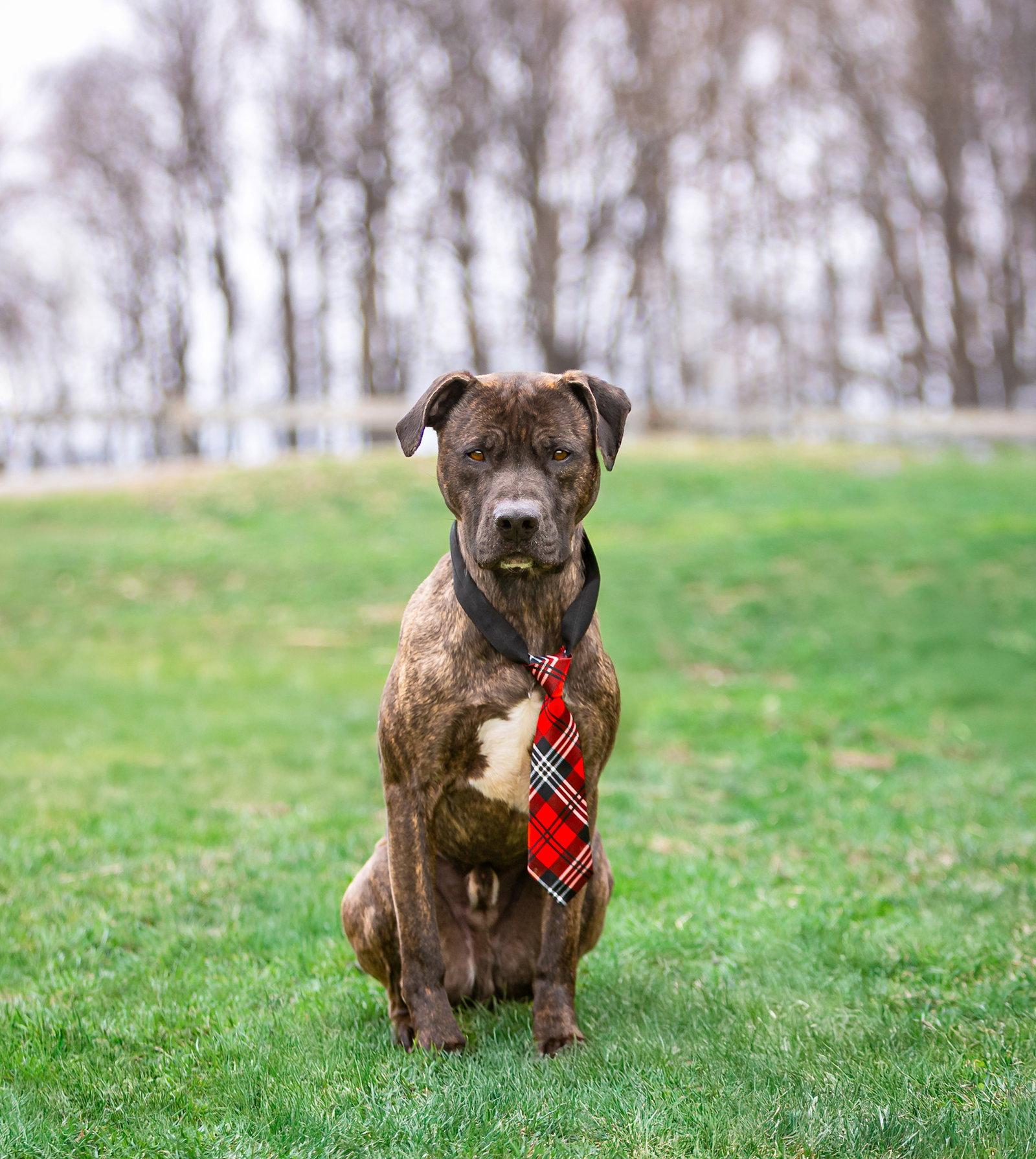 Enlarge Kairo, a Adoptable Terrier in Coatesville, PA image 1/3