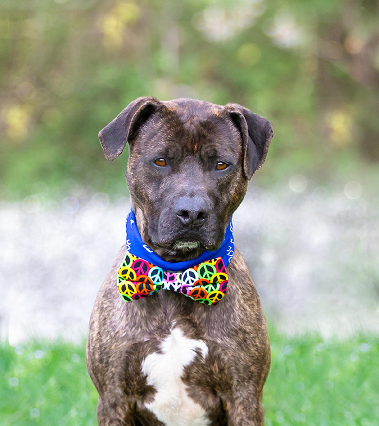 Kairo, Adoptable, Adult Male Terrier.