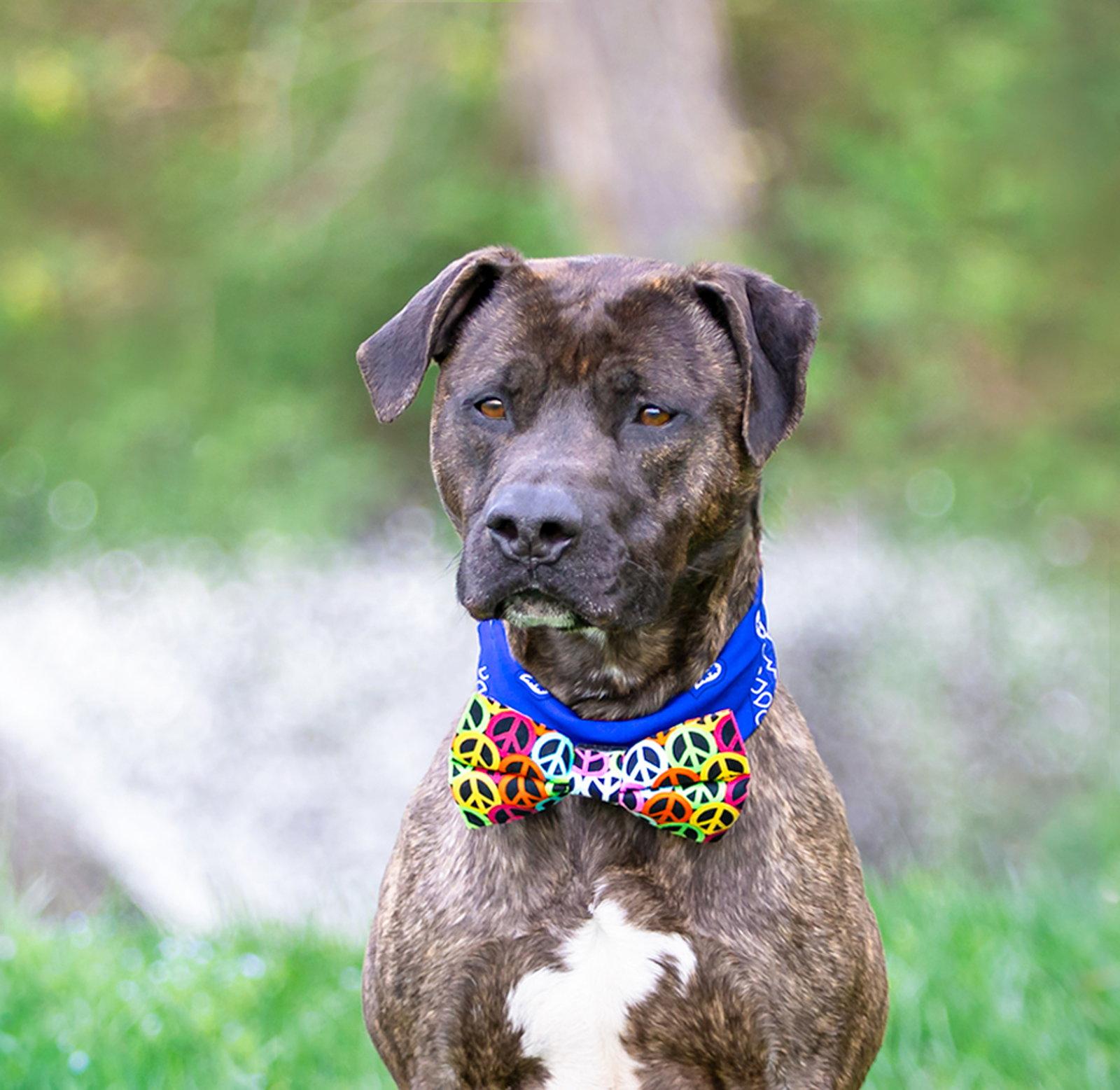 Enlarge Kairo, a Adoptable Terrier in Coatesville, PA image 2/3