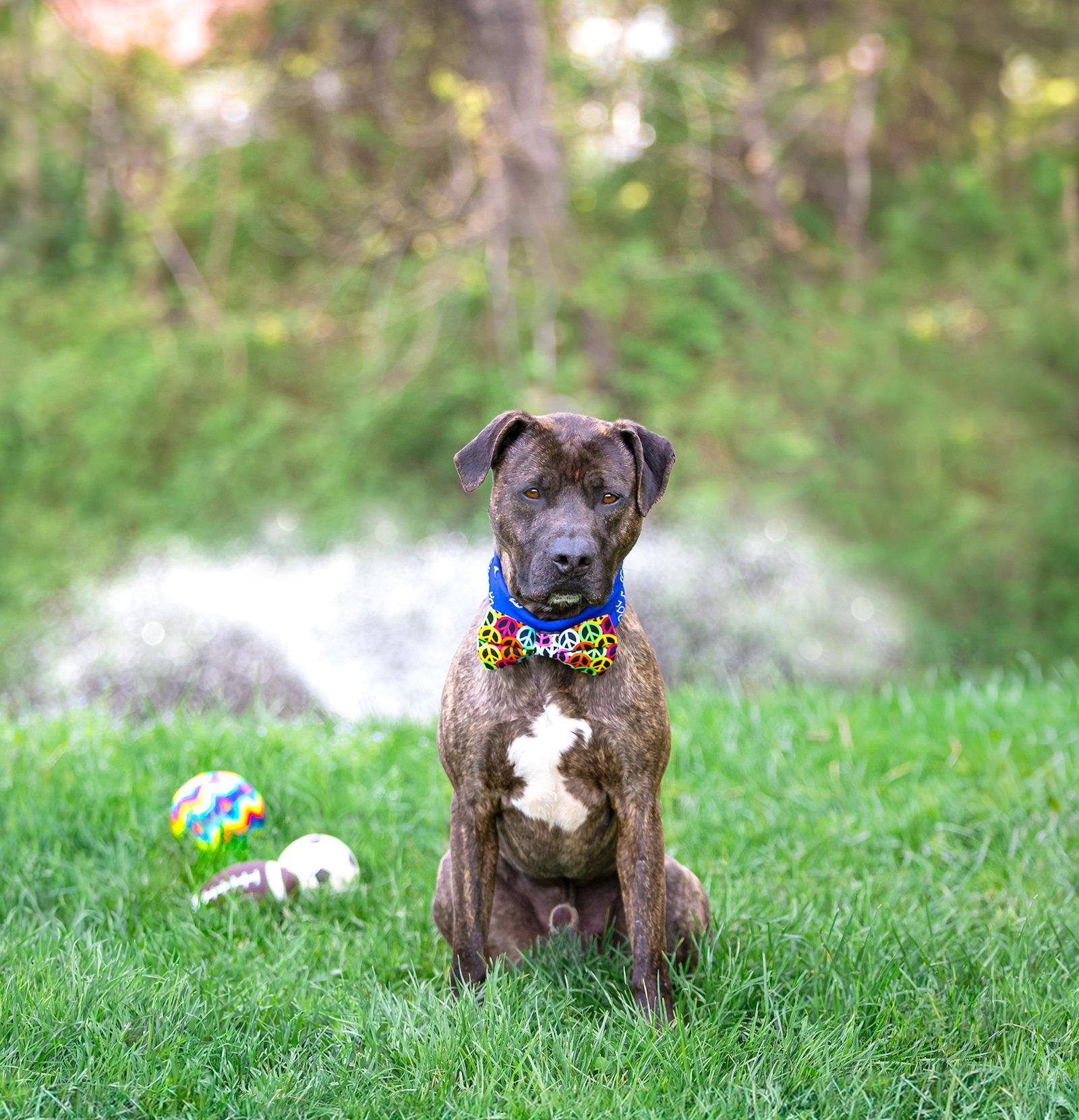 Enlarge Kairo, a Adoptable Terrier in Coatesville, PA image 3/3