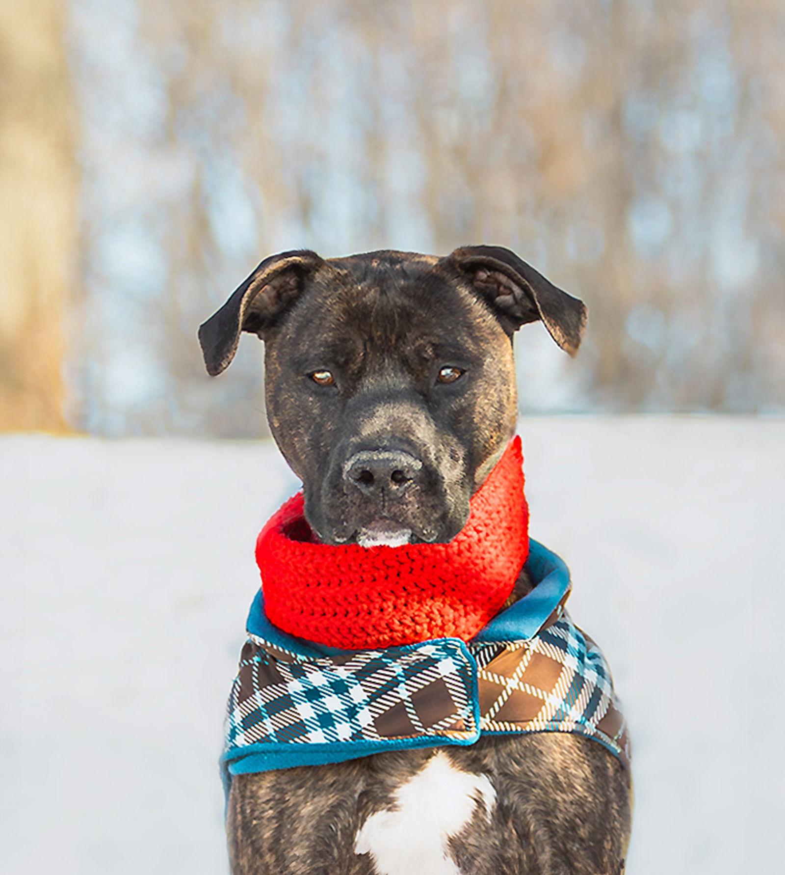 Kairo, Adoptable, Adult Male Terrier.