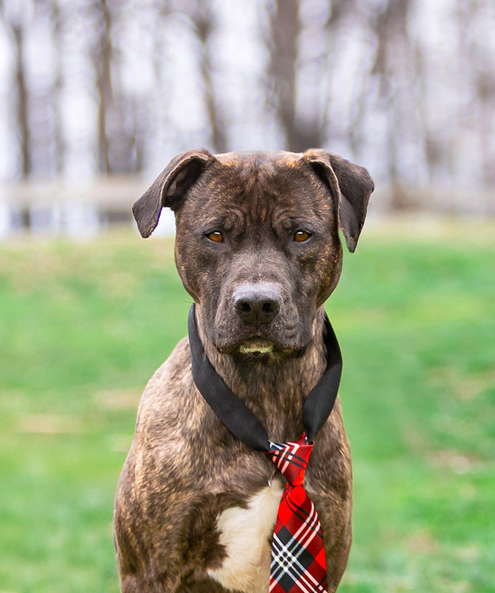 Enlarge Kairo, a Adoptable Terrier in Coatesville, PA image 2/3