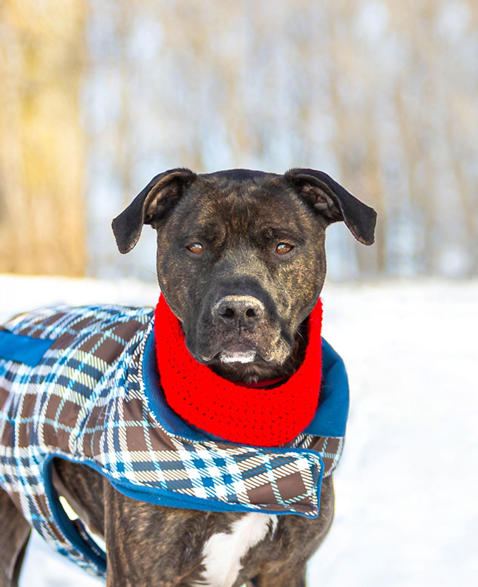 Enlarge Kairo, a Adoptable Terrier in Coatesville, PA image 2/3