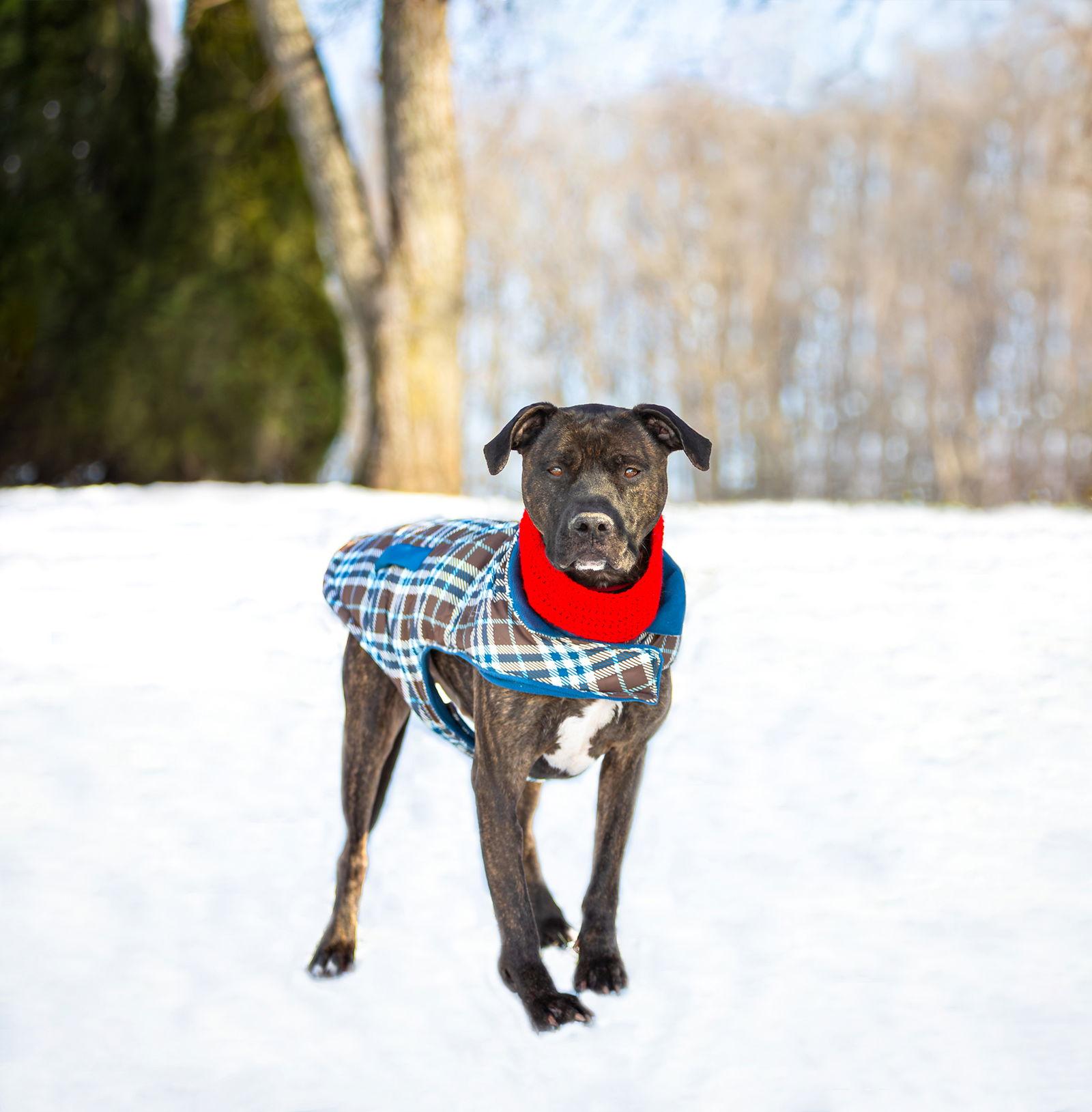 Enlarge Kairo, a Adoptable Terrier in Coatesville, PA image 3/3