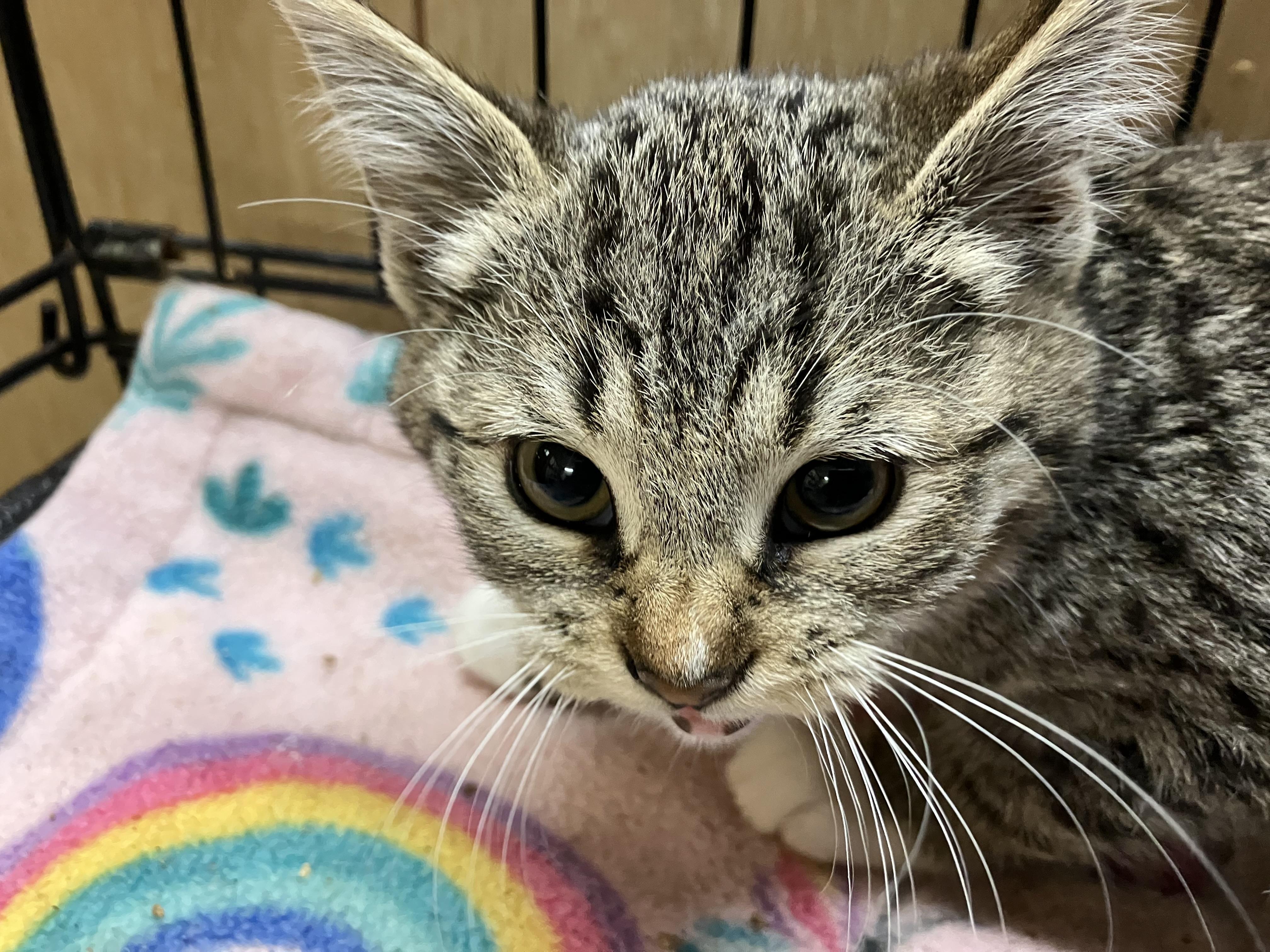 Aaron, a Adoptable Domestic Short Hair in Johnston, RI image 2/2