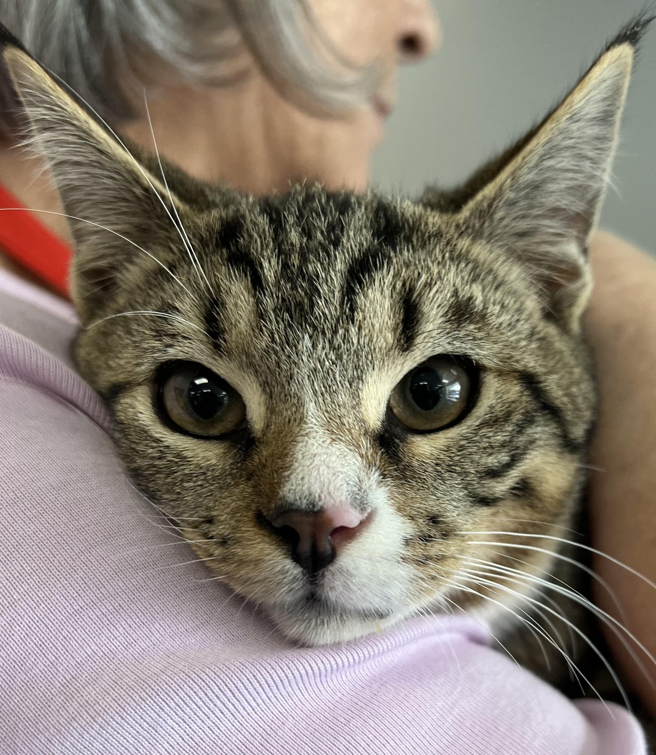 Aaron, Adoptable, Young Male Domestic Short Hair.