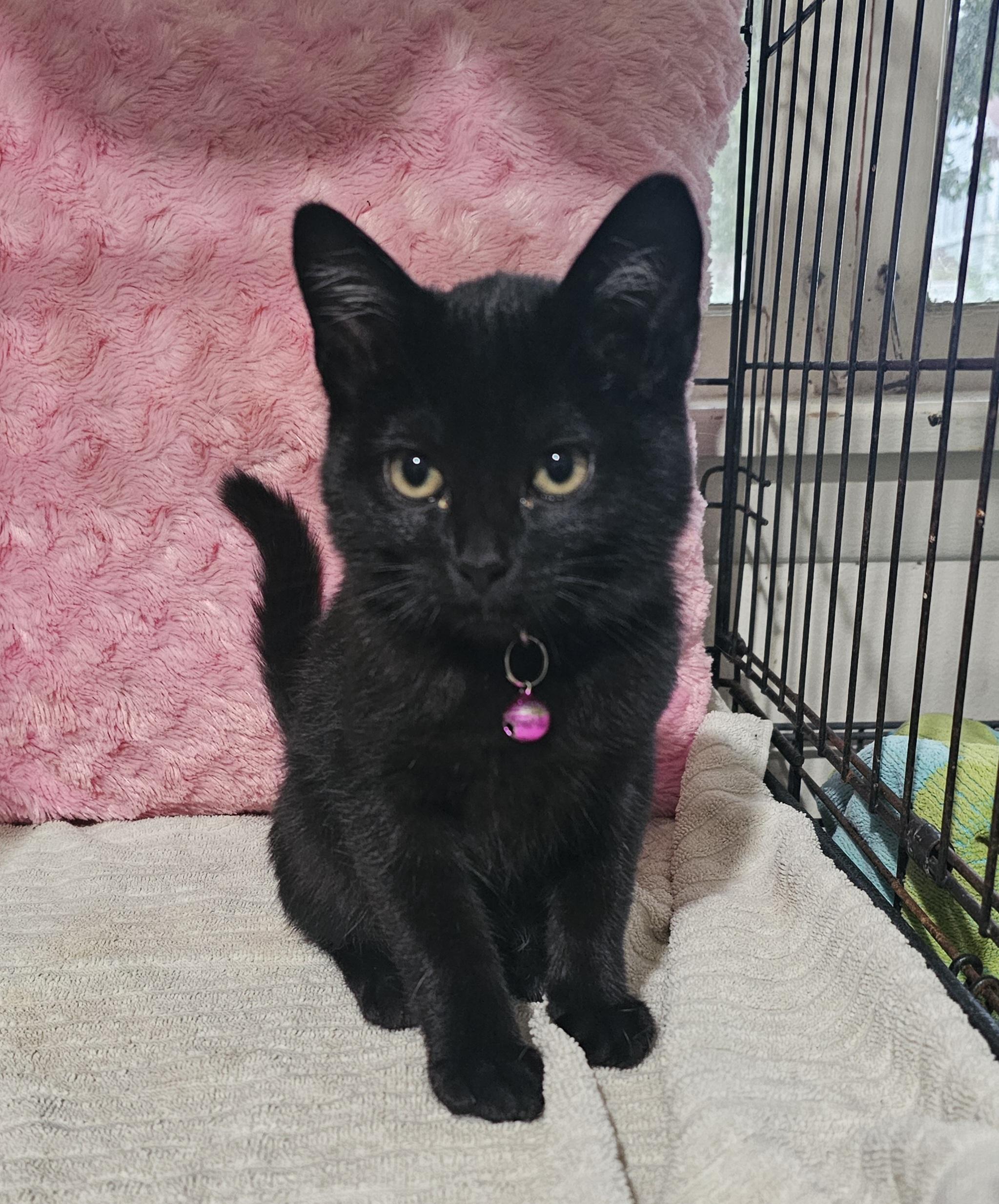Jessica, Adoptable, Kitten Female Domestic Short Hair.
