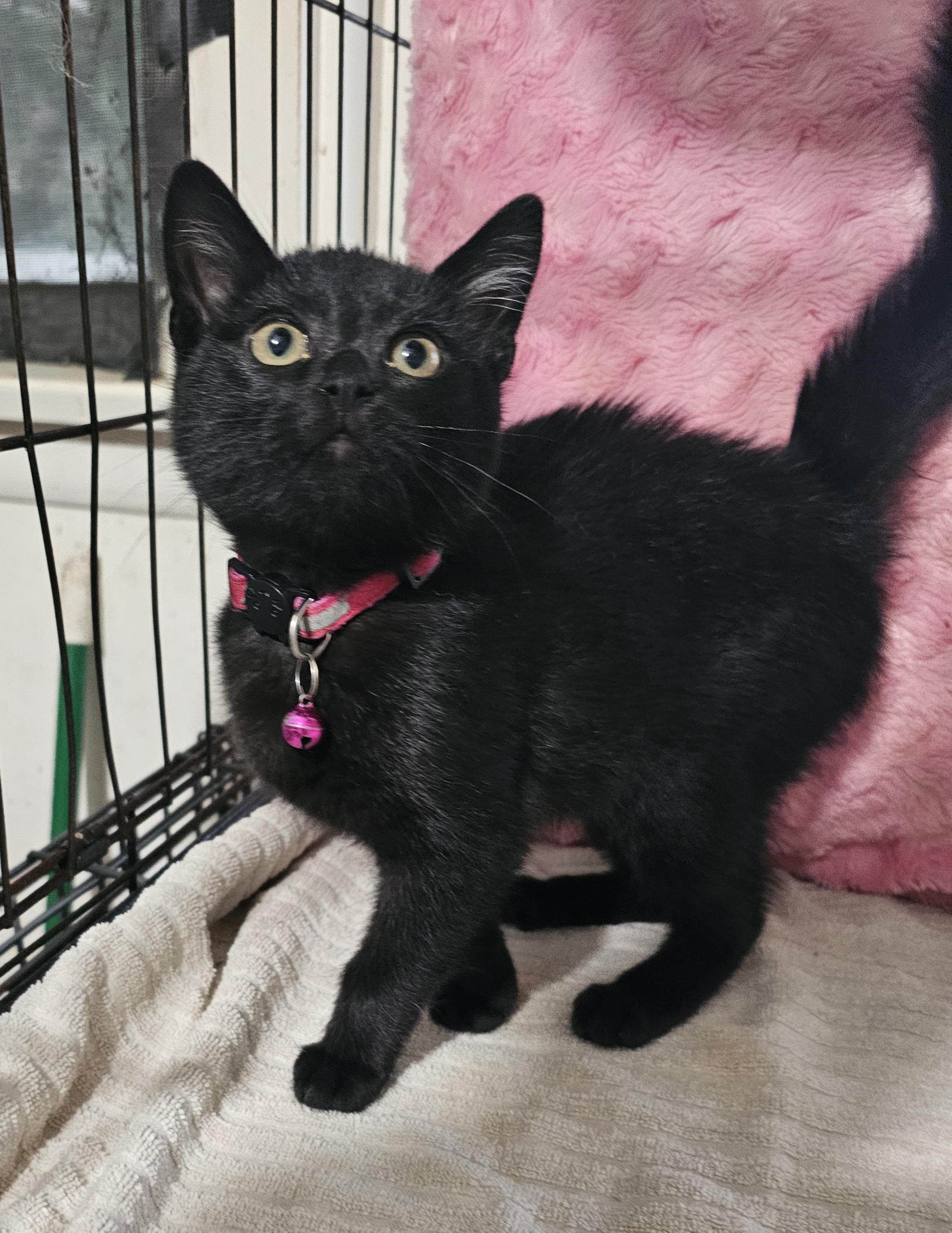 Jessica, a Adoptable mixed breed in pasadena, CA image 2/4