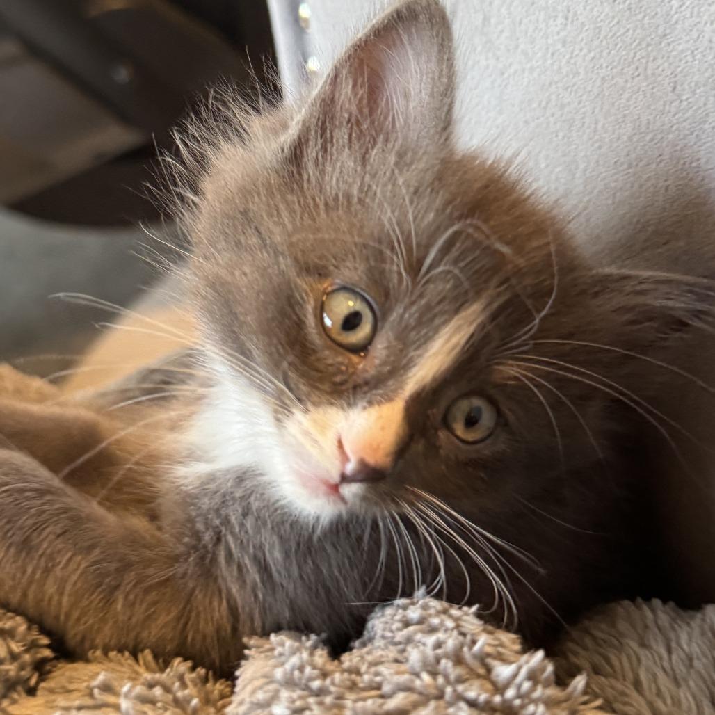 Feta, Adoptable, Kitten Female Domestic Short Hair.