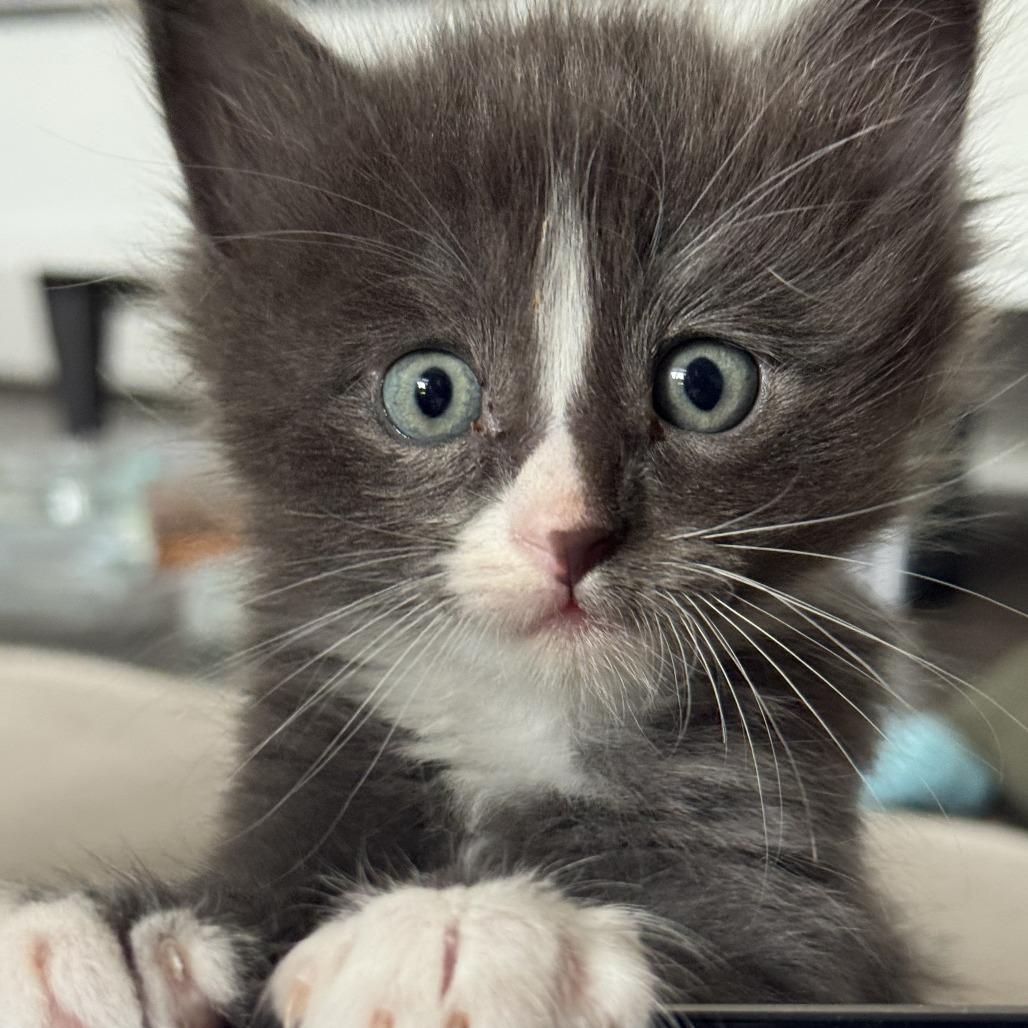 Feta, a Adoptable Domestic Short Hair in Wichita, KS image 2/3