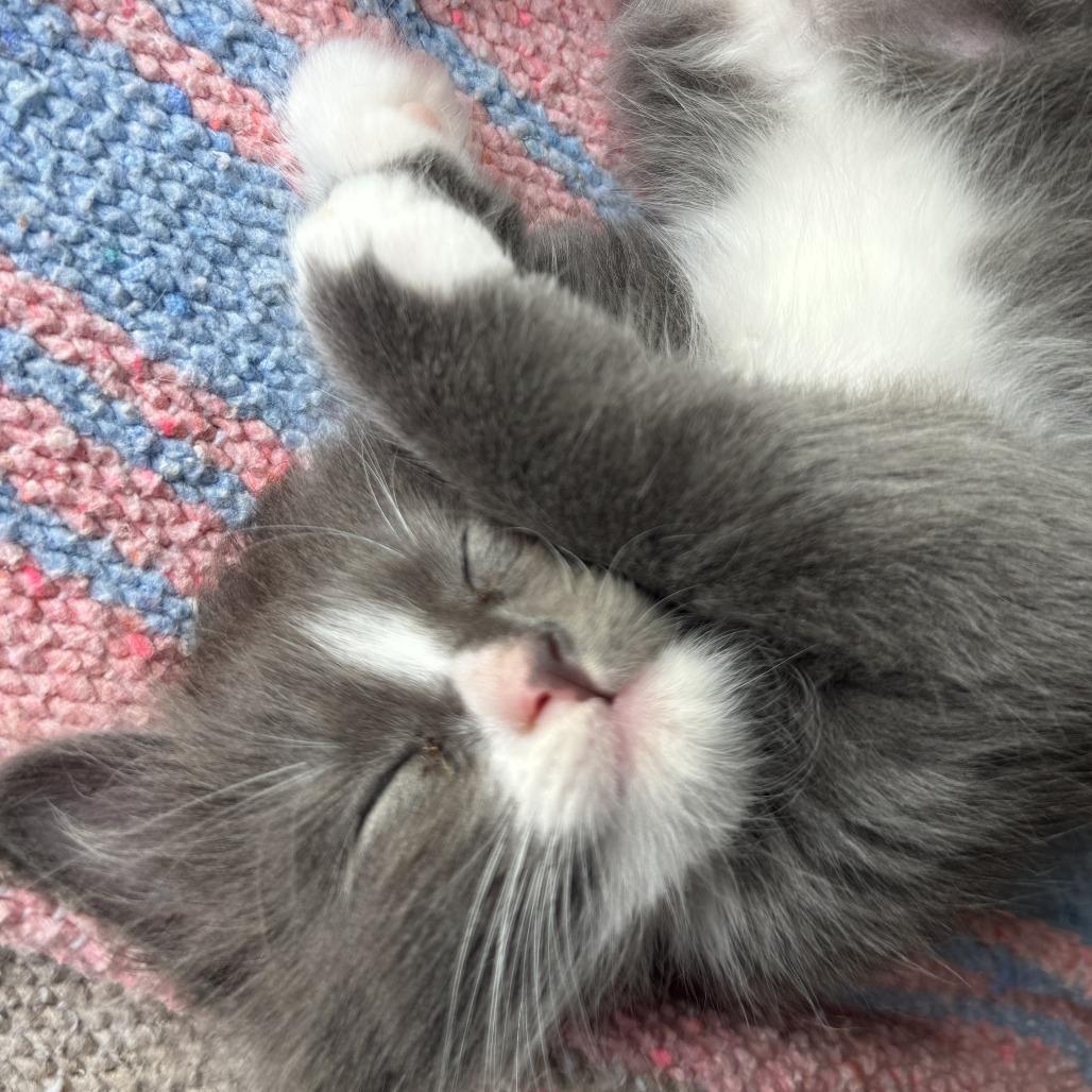 Feta, a Adoptable Domestic Short Hair in Wichita, KS image 3/3
