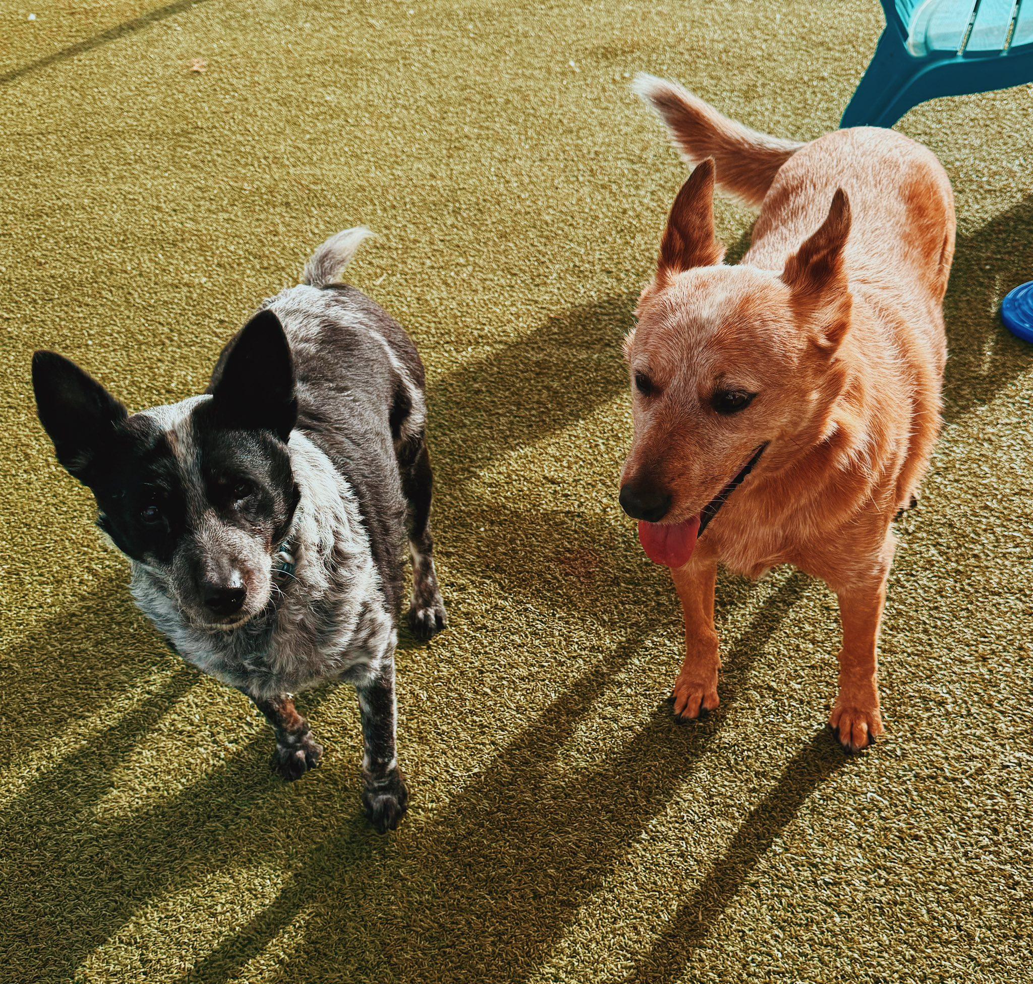 Max and Chloe - Bonded Pair, a ADOPTABLE mixed breed in Hays, KS image 6/6