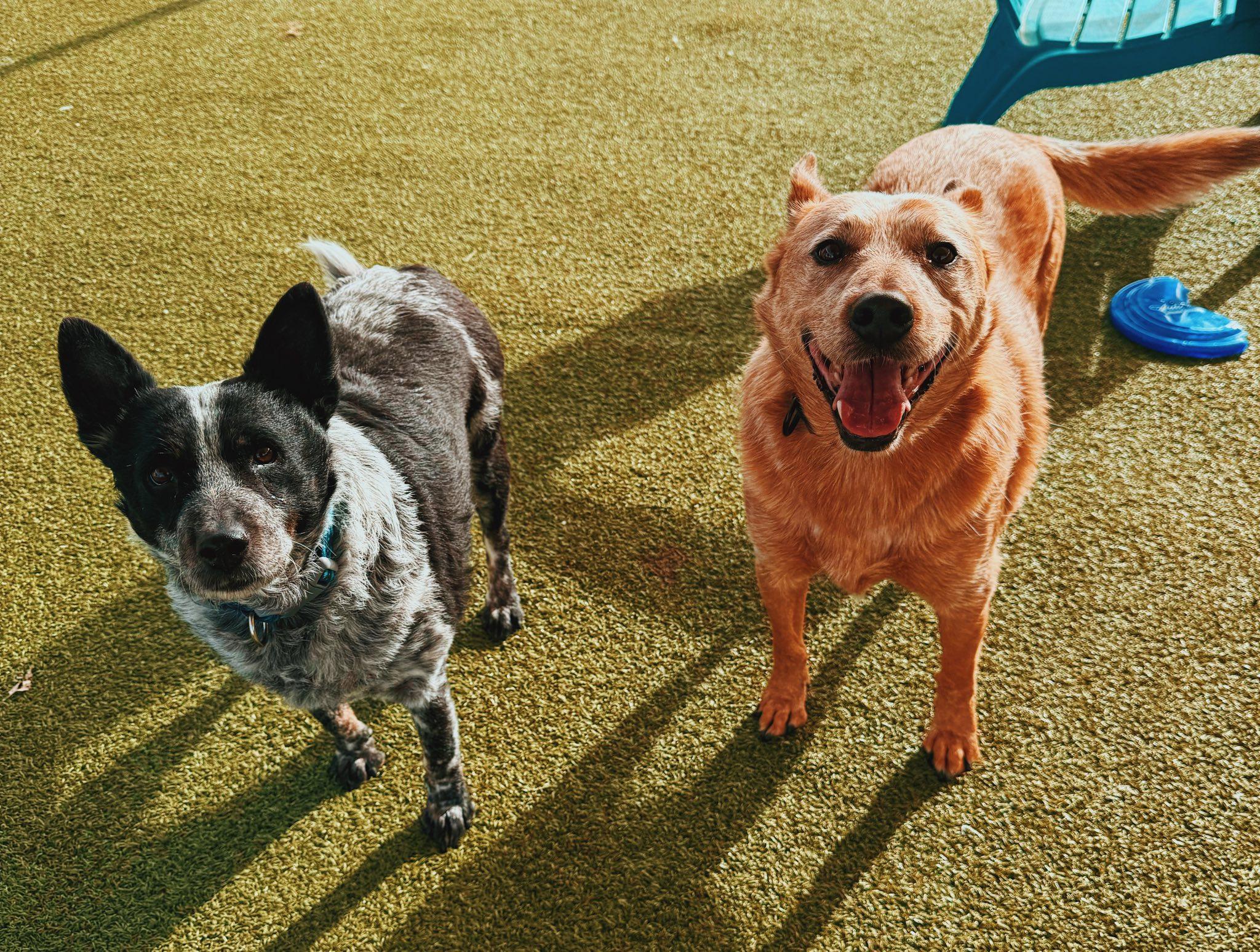 Max and Chloe - Bonded Pair, a ADOPTABLE mixed breed in Hays, KS image 1/6
