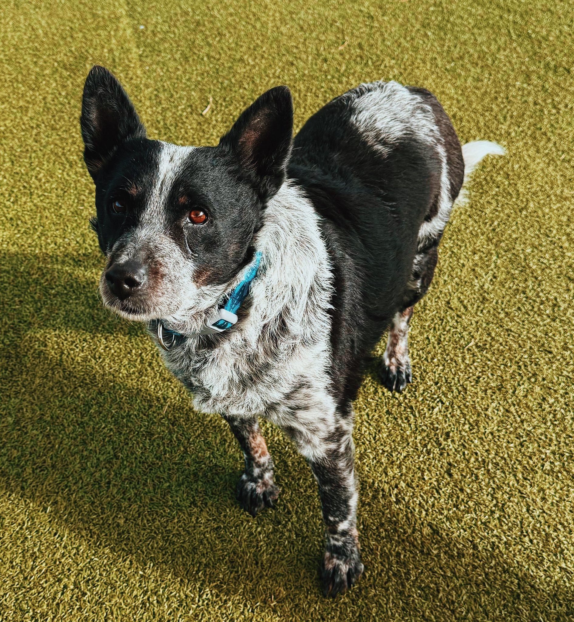 Max and Chloe - Bonded Pair, a ADOPTABLE mixed breed in Hays, KS image 2/6