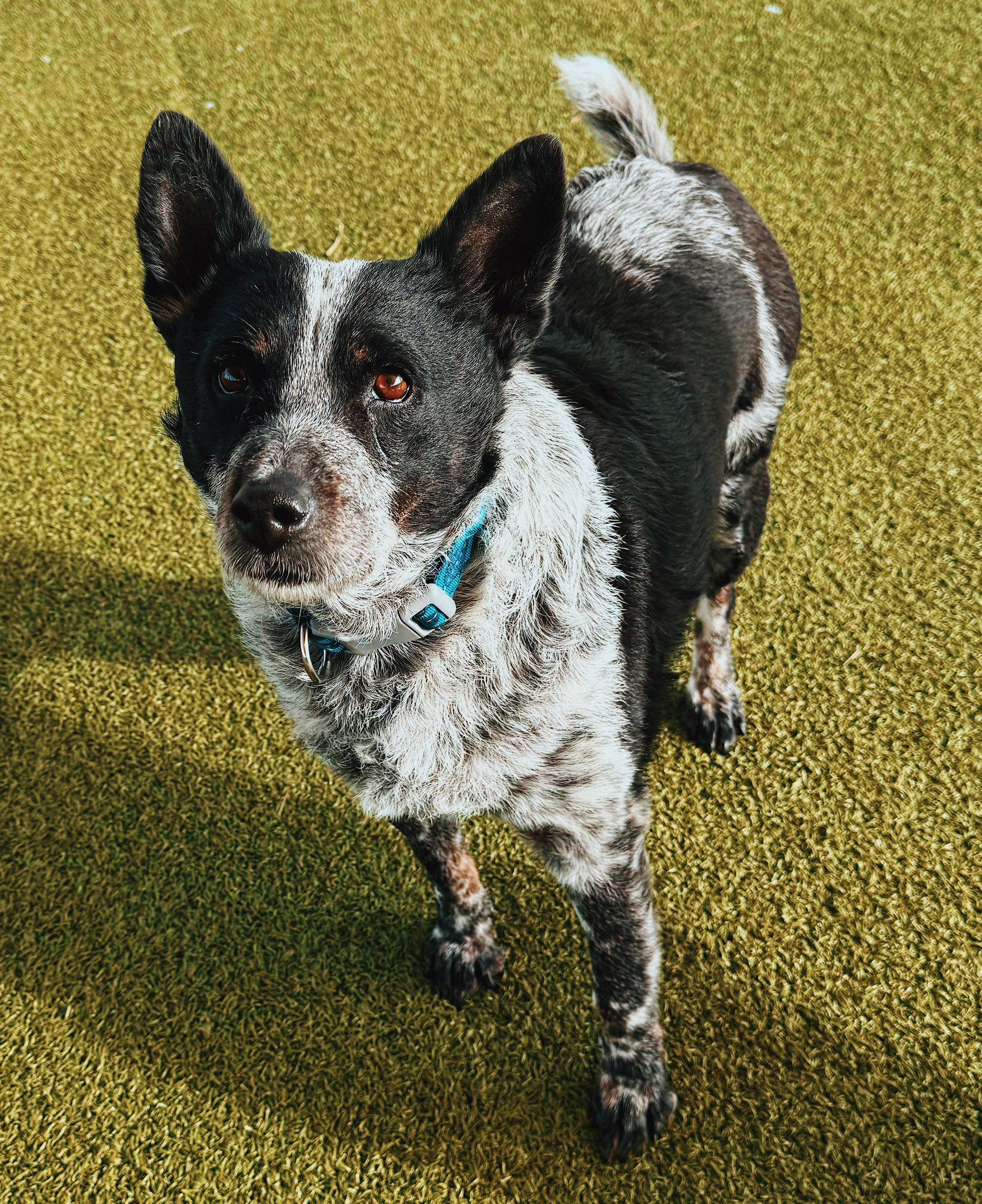 Max and Chloe - Bonded Pair, a ADOPTABLE mixed breed in Hays, KS image 4/6