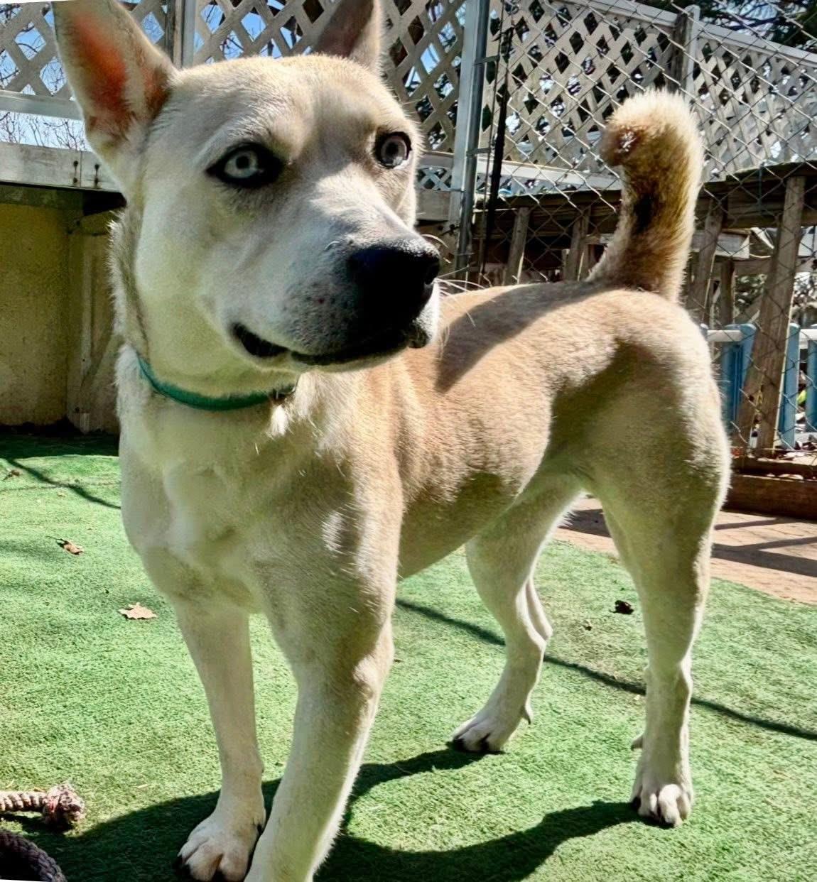 Enlarge Deli , a Adoptable mixed breed in Orland Park, IL image 3/6