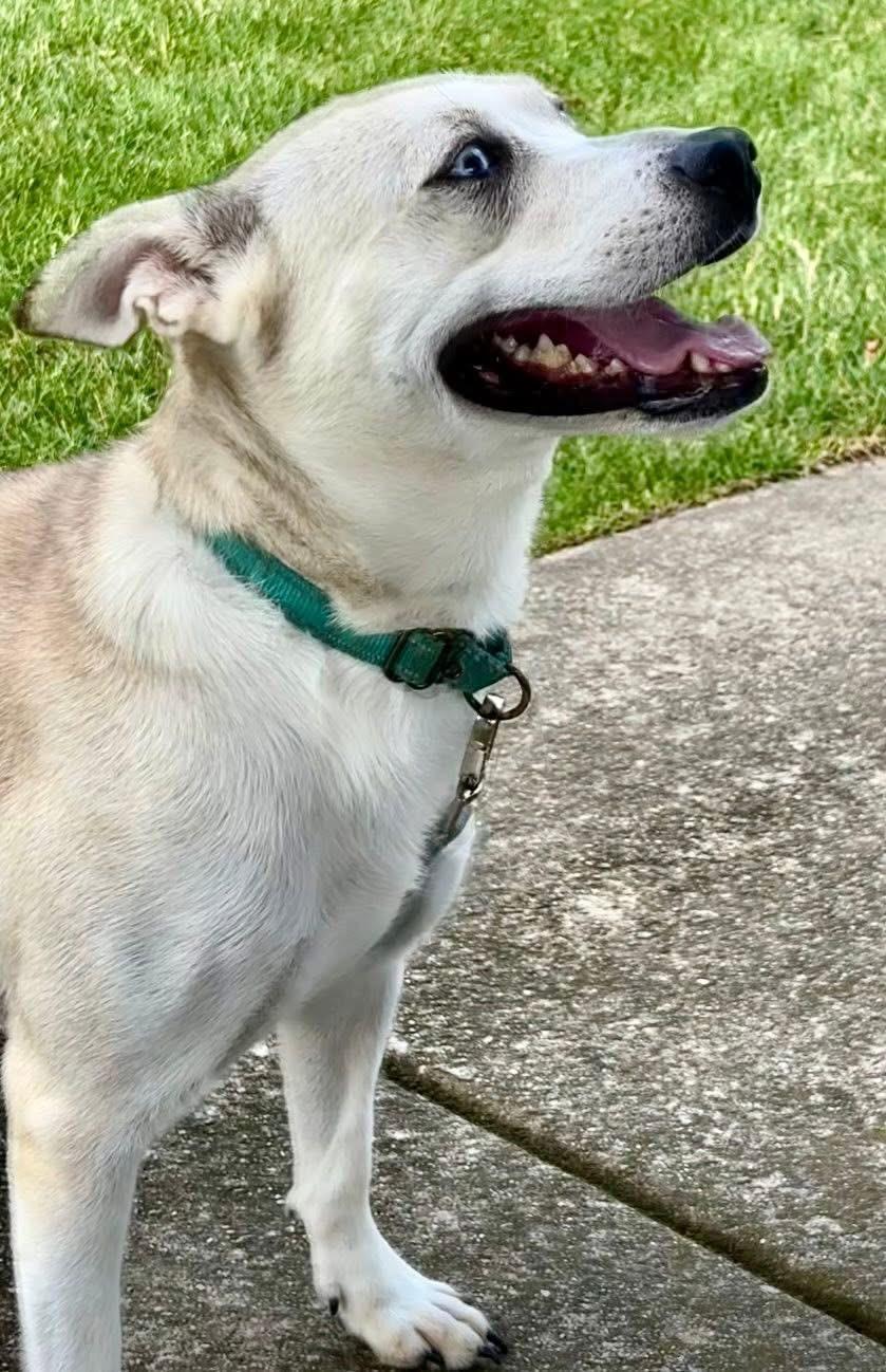 Enlarge Deli , a Adoptable mixed breed in Orland Park, IL image 2/6