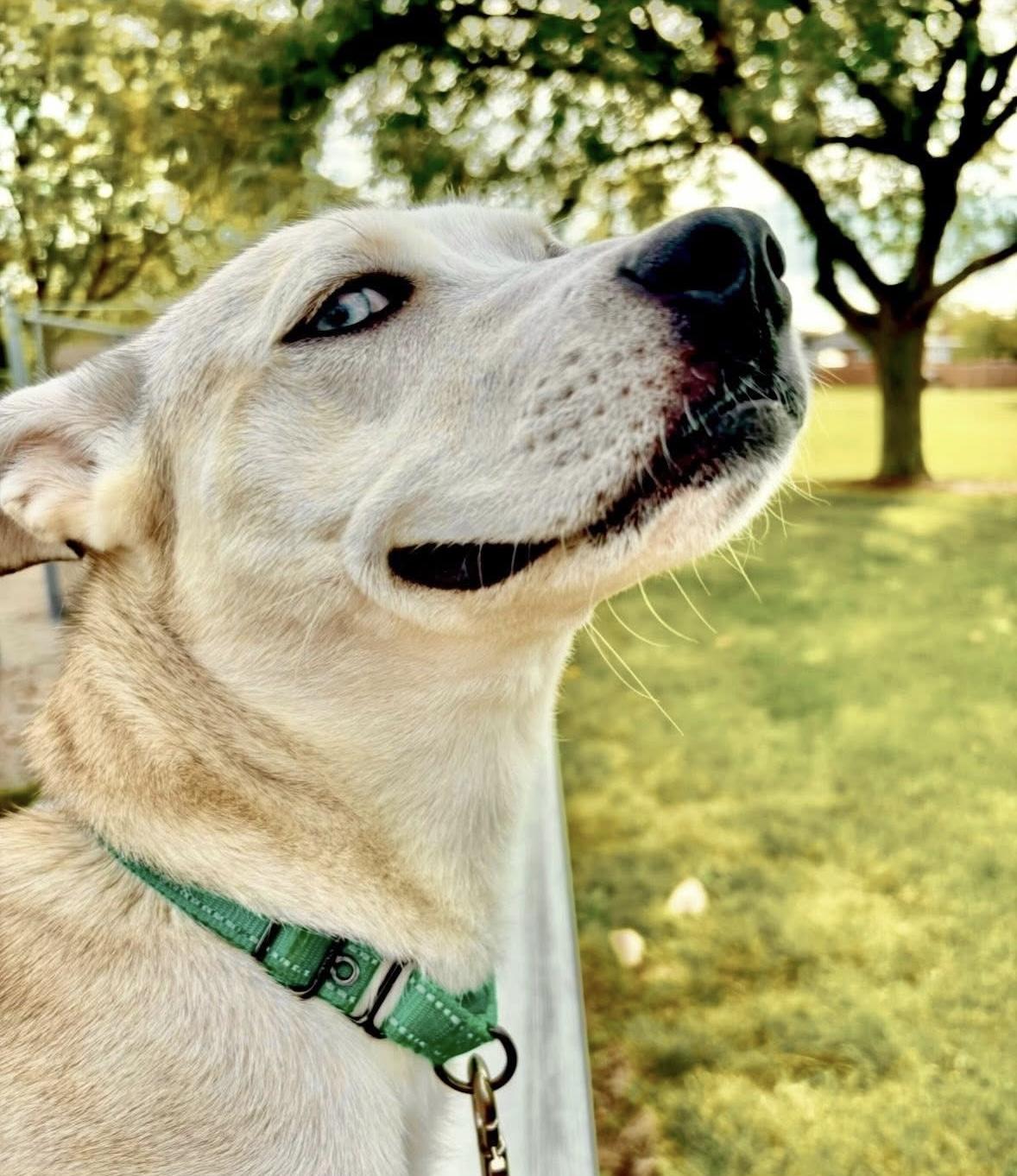 Enlarge Deli , a Adoptable mixed breed in Orland Park, IL image 4/6