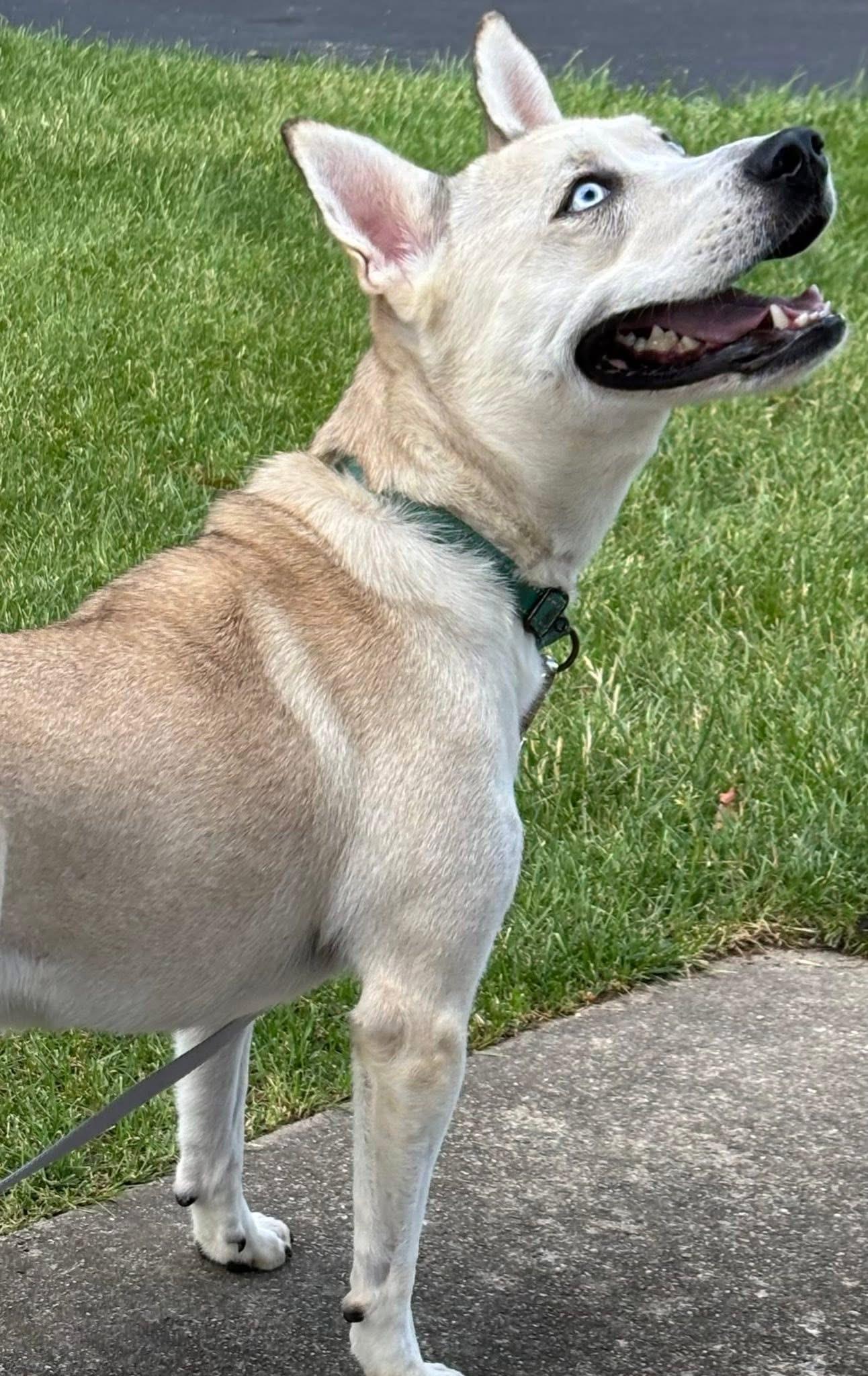 Enlarge Deli , a Adoptable mixed breed in Orland Park, IL image 5/6