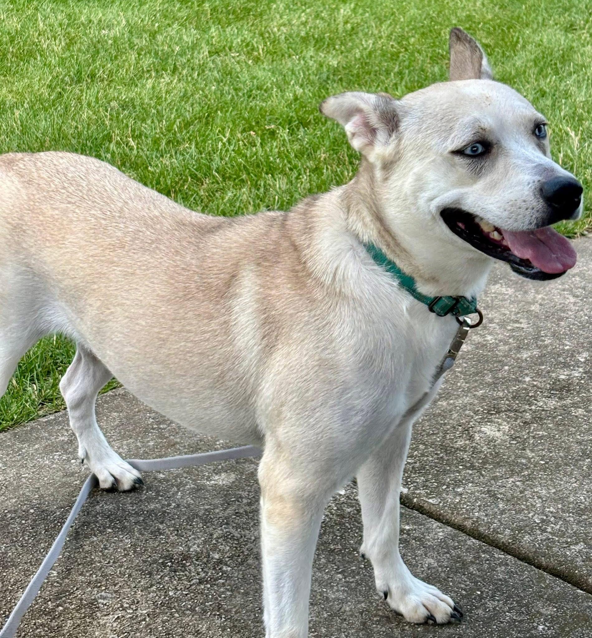 Enlarge Deli , a Adoptable mixed breed in Orland Park, IL image 6/6