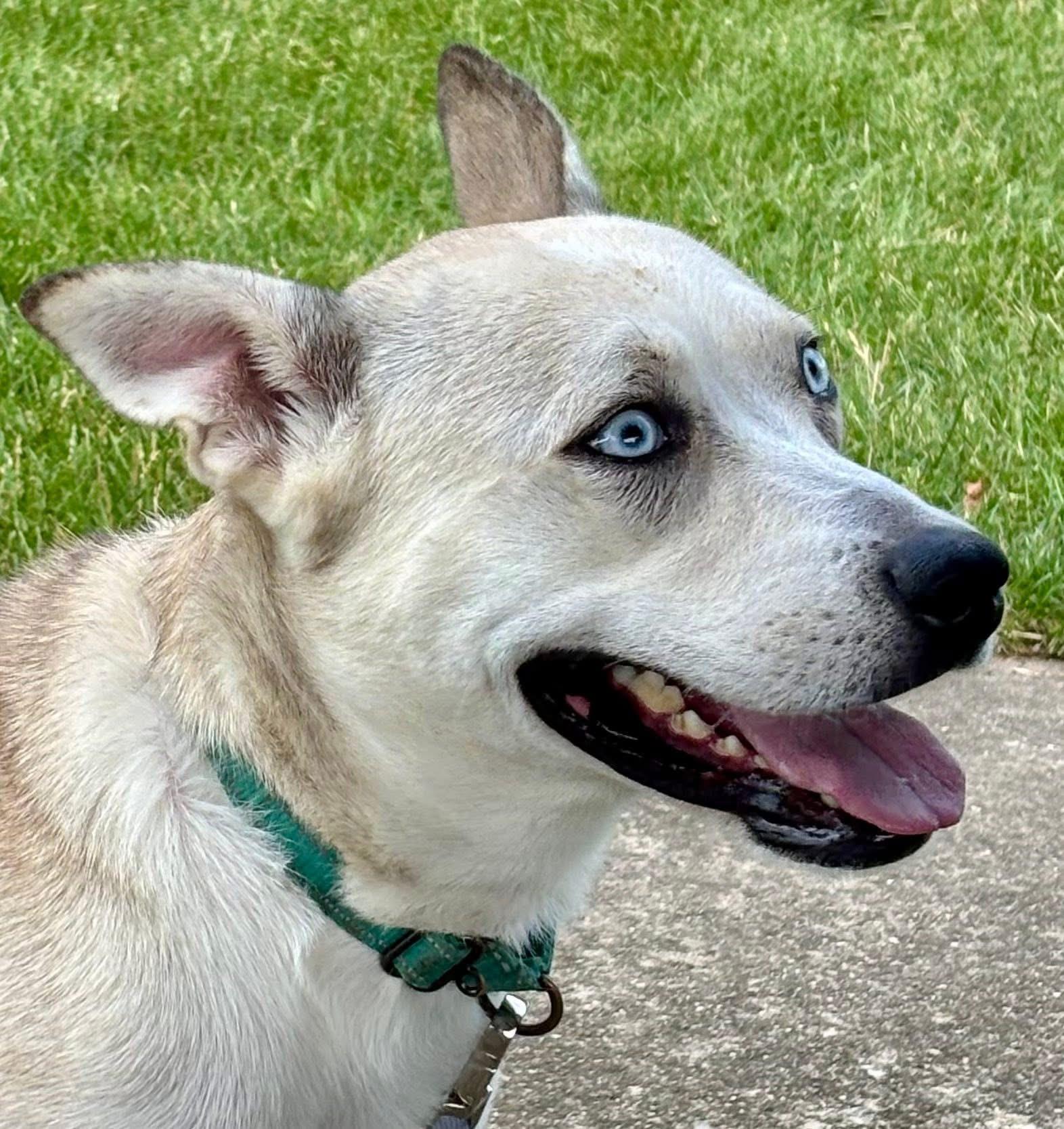 Enlarge Deli , a Adoptable mixed breed in Orland Park, IL image 1/6