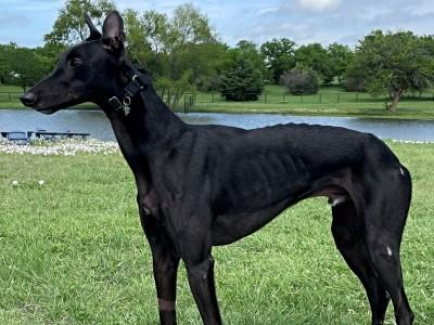 Chuck (aka Jacques Izmir), an adopted Greyhound in Dallas, TX image 1/4