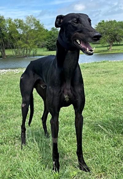 Chuck (aka Jacques Izmir), an adopted Greyhound in Dallas, TX image 2/4
