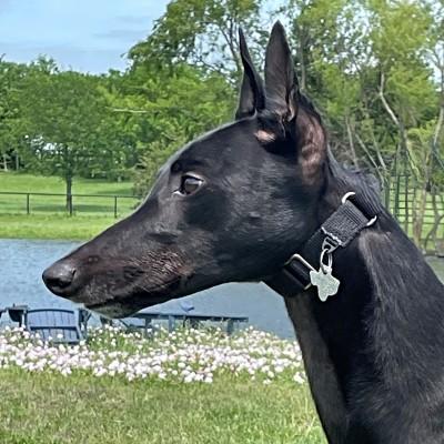 Chuck (aka Jacques Izmir), an adopted Greyhound in Dallas, TX image 3/4