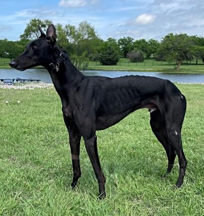 Chuck (aka Jacques Izmir), an adopted Greyhound in Dallas, TX image 4/4