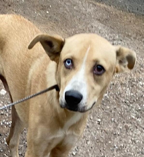 Bingo, Adoptable, Adult Male Yellow Labrador Retriever & Husky.