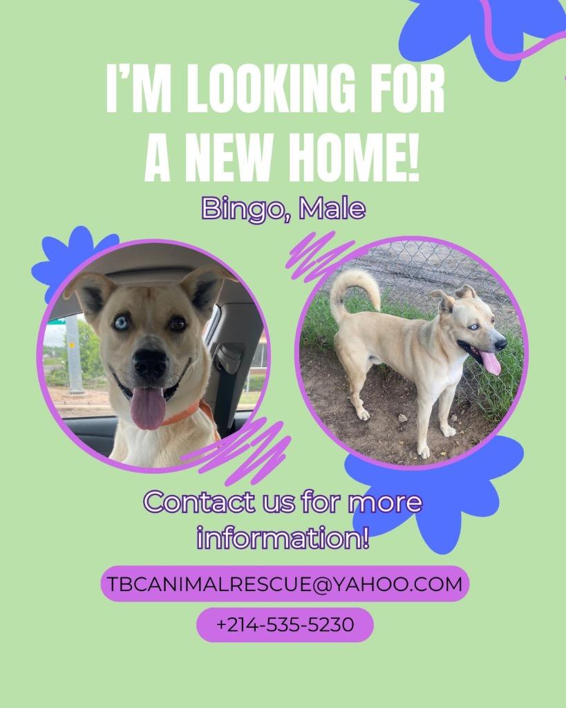 Enlarge Bingo, a Adoptable mixed breed in Quinlan, TX image 2/6