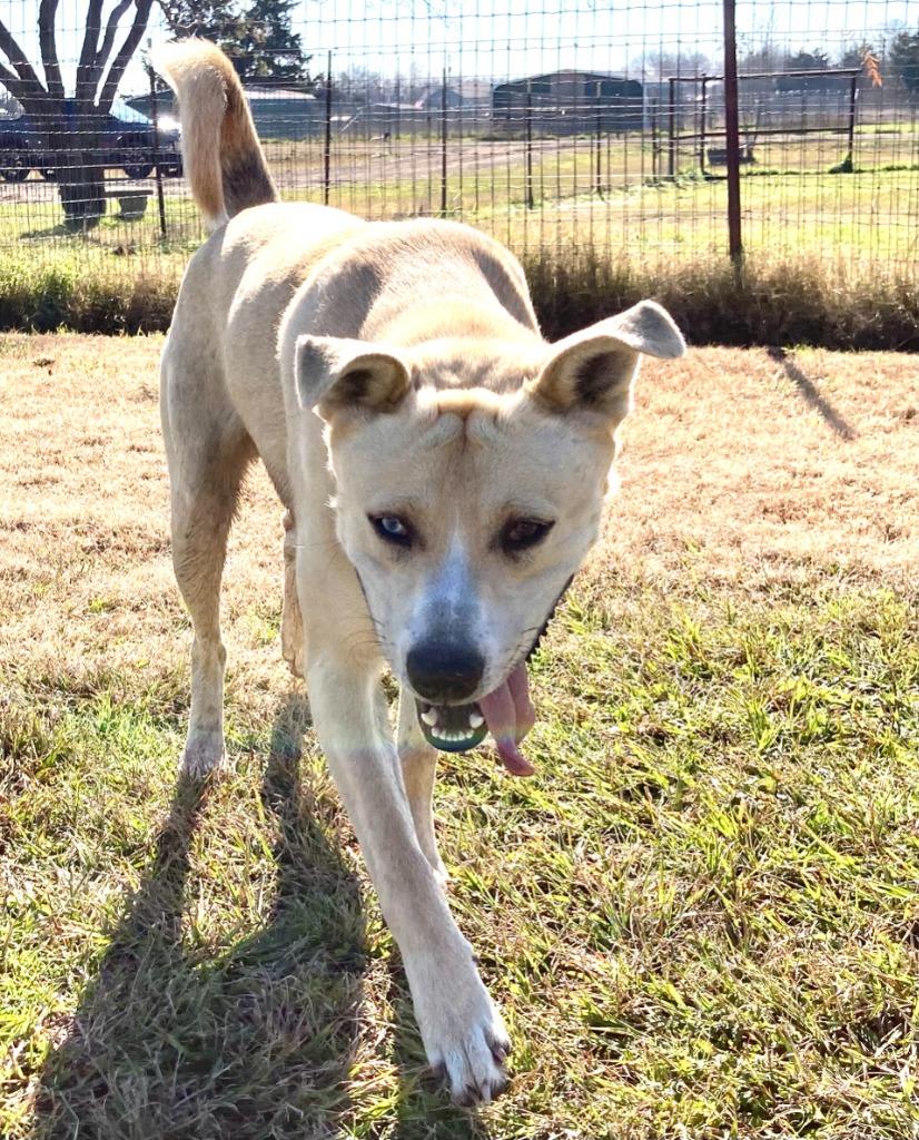 Enlarge Bingo, a Adoptable mixed breed in Quinlan, TX image 3/6