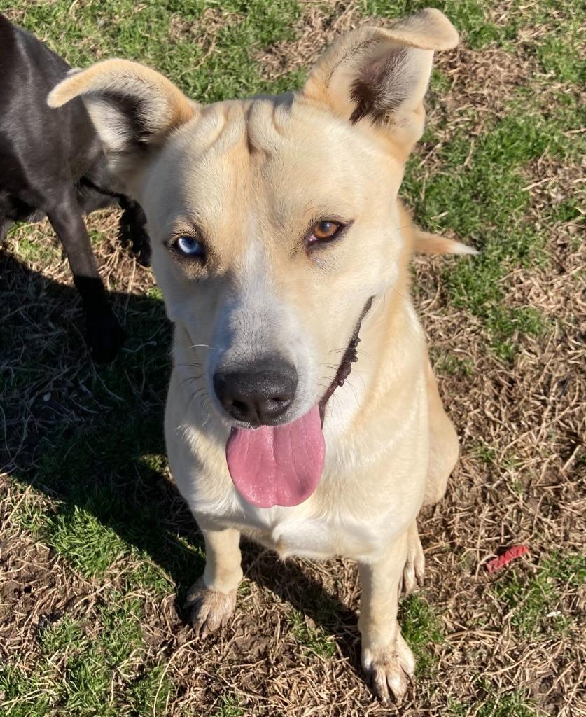 Enlarge Bingo, a Adoptable mixed breed in Quinlan, TX image 4/6