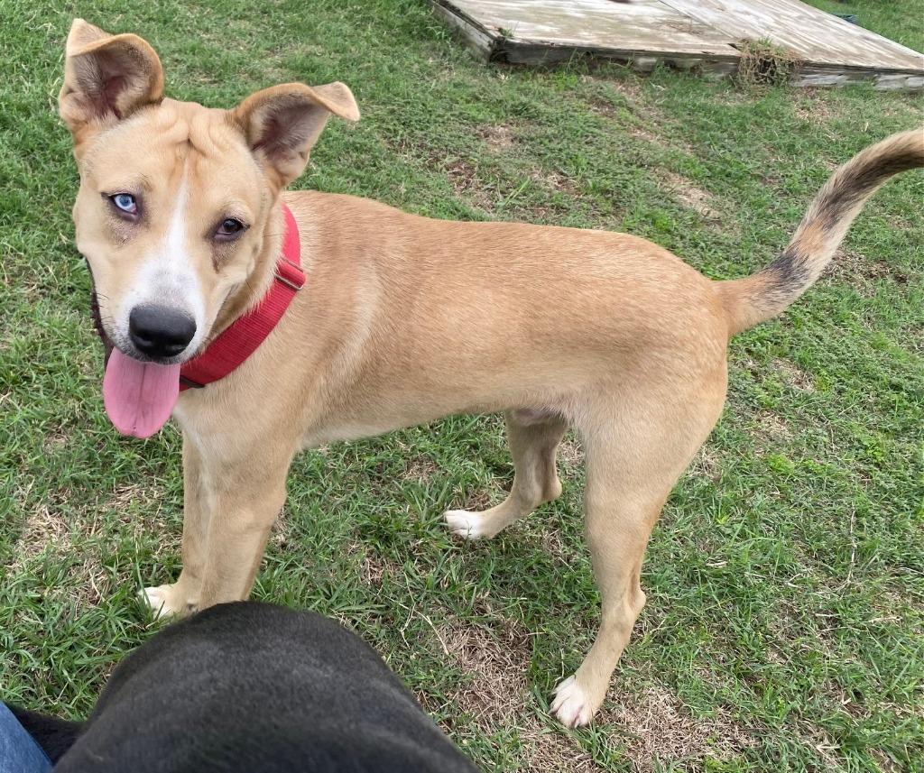 Enlarge Bingo, a Adoptable mixed breed in Quinlan, TX image 5/6