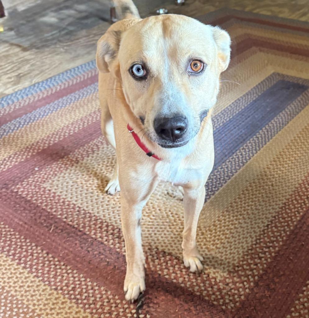 Enlarge Bingo, a Adoptable mixed breed in Quinlan, TX image 6/6