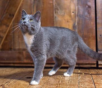 Stormy, Adoptable, Young Male Domestic Short Hair.