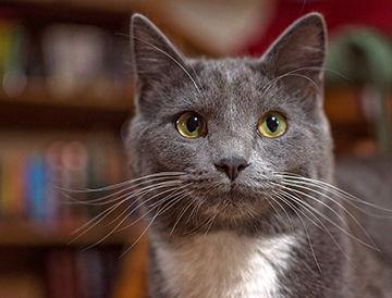 Enlarge Stormy, a Adoptable Domestic Short Hair in Westminster, MD image 2/5