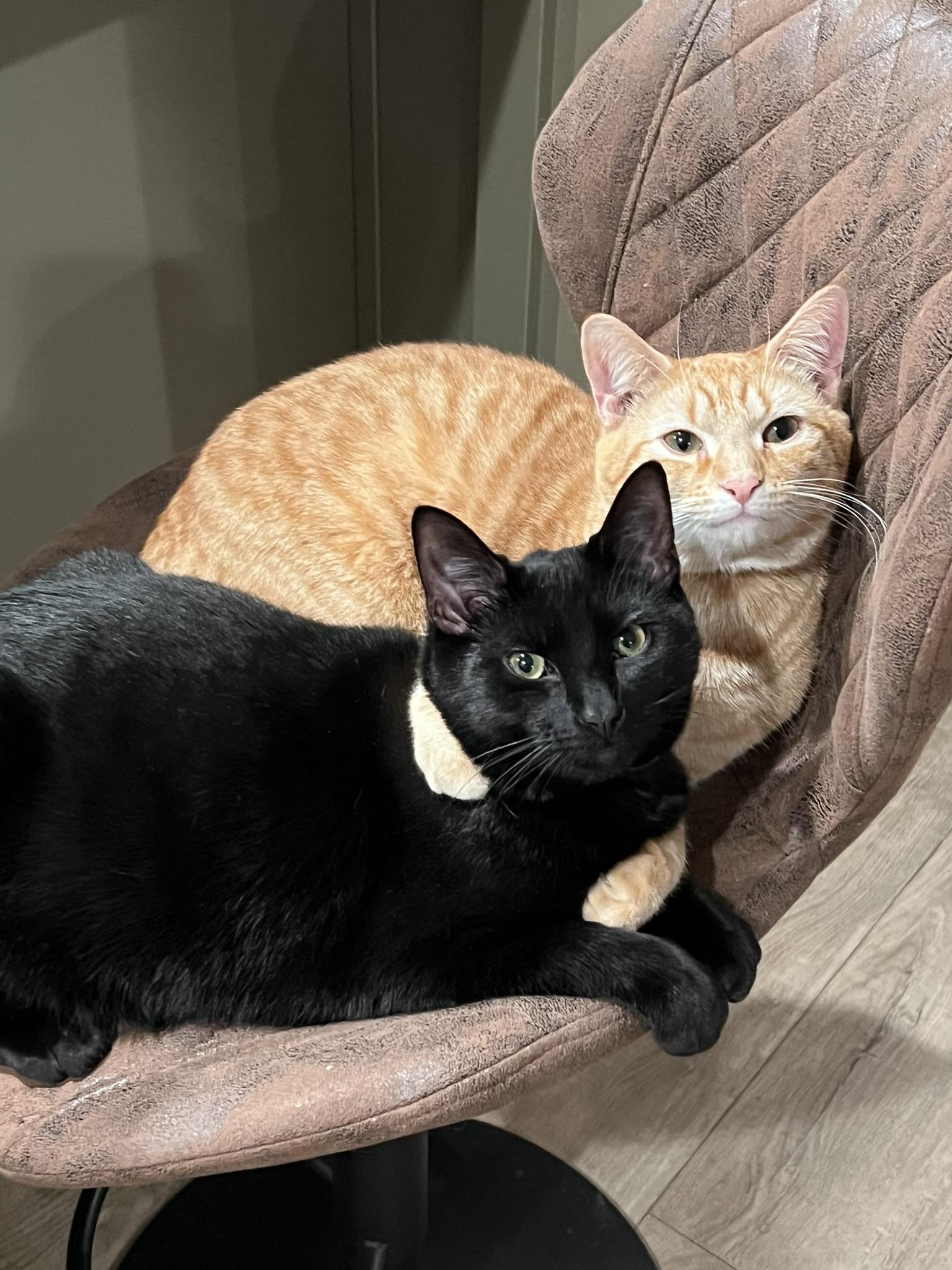 Curry Soup & Vlad, a ADOPTABLE mixed breed in Bridgeton, NJ image 3/4