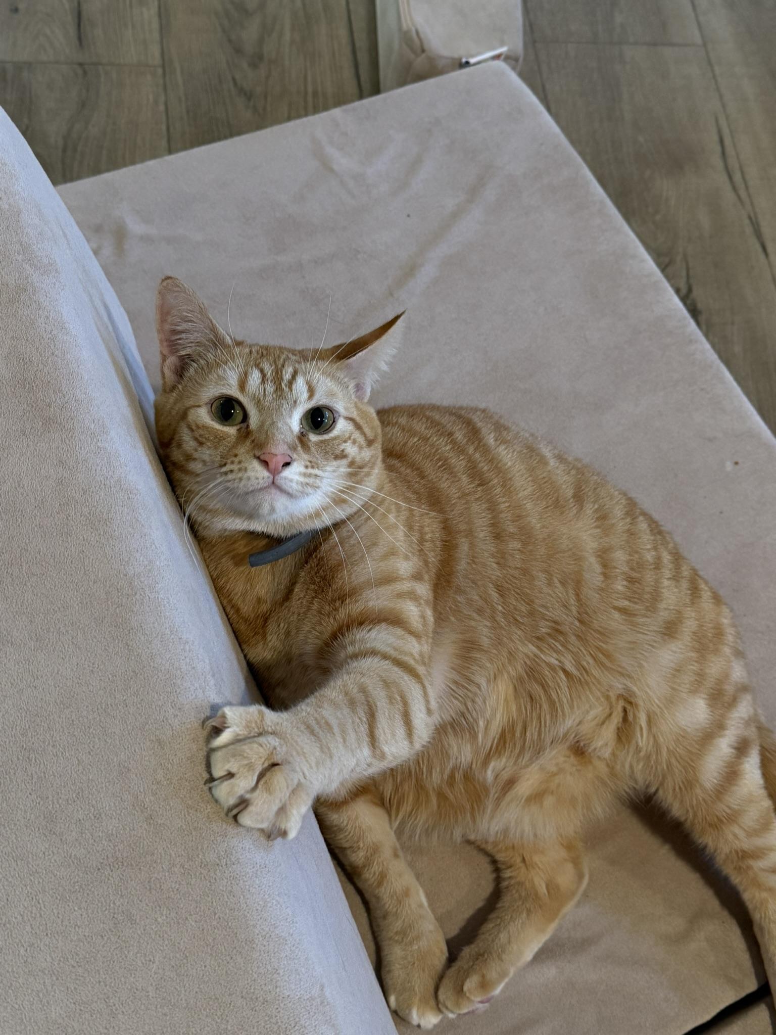 Curry Soup & Vlad, ADOPTABLE, Adult Male Domestic Short Hair.