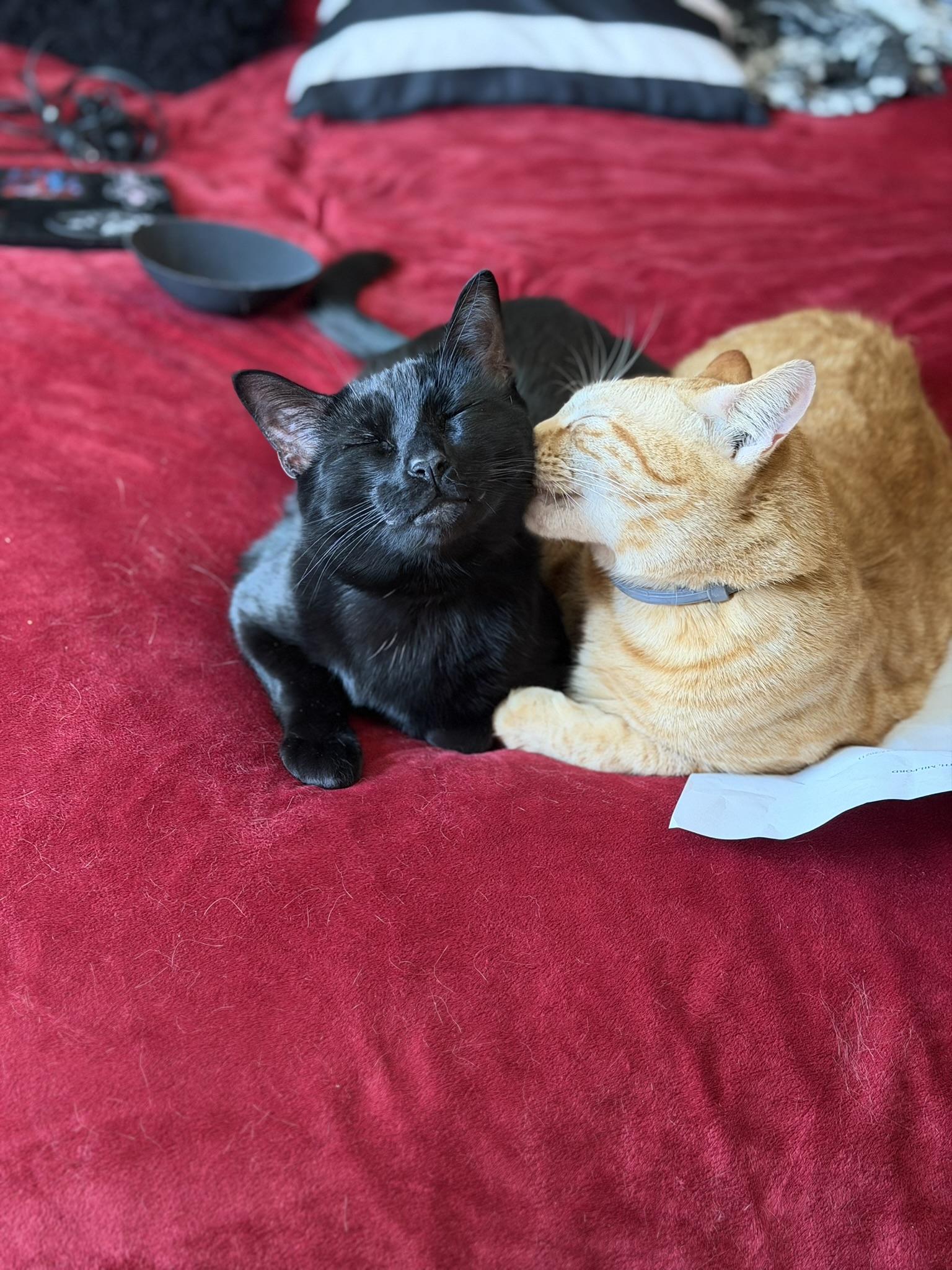 Curry Soup & Vlad, a ADOPTABLE mixed breed in Bridgeton, NJ image 4/4