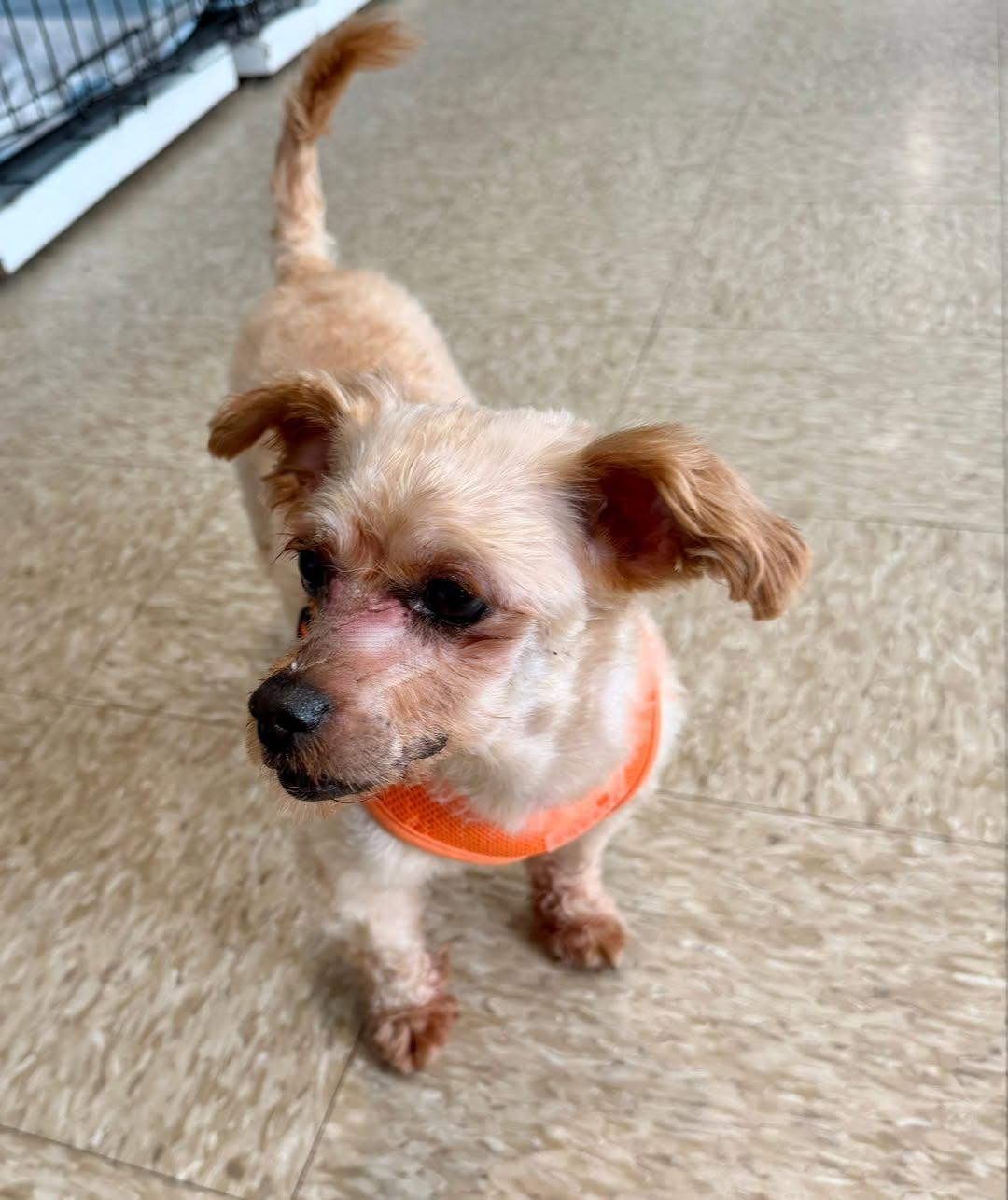 Enlarge Rudolph, an adopted mixed breed in Glendale, NY image 1/3