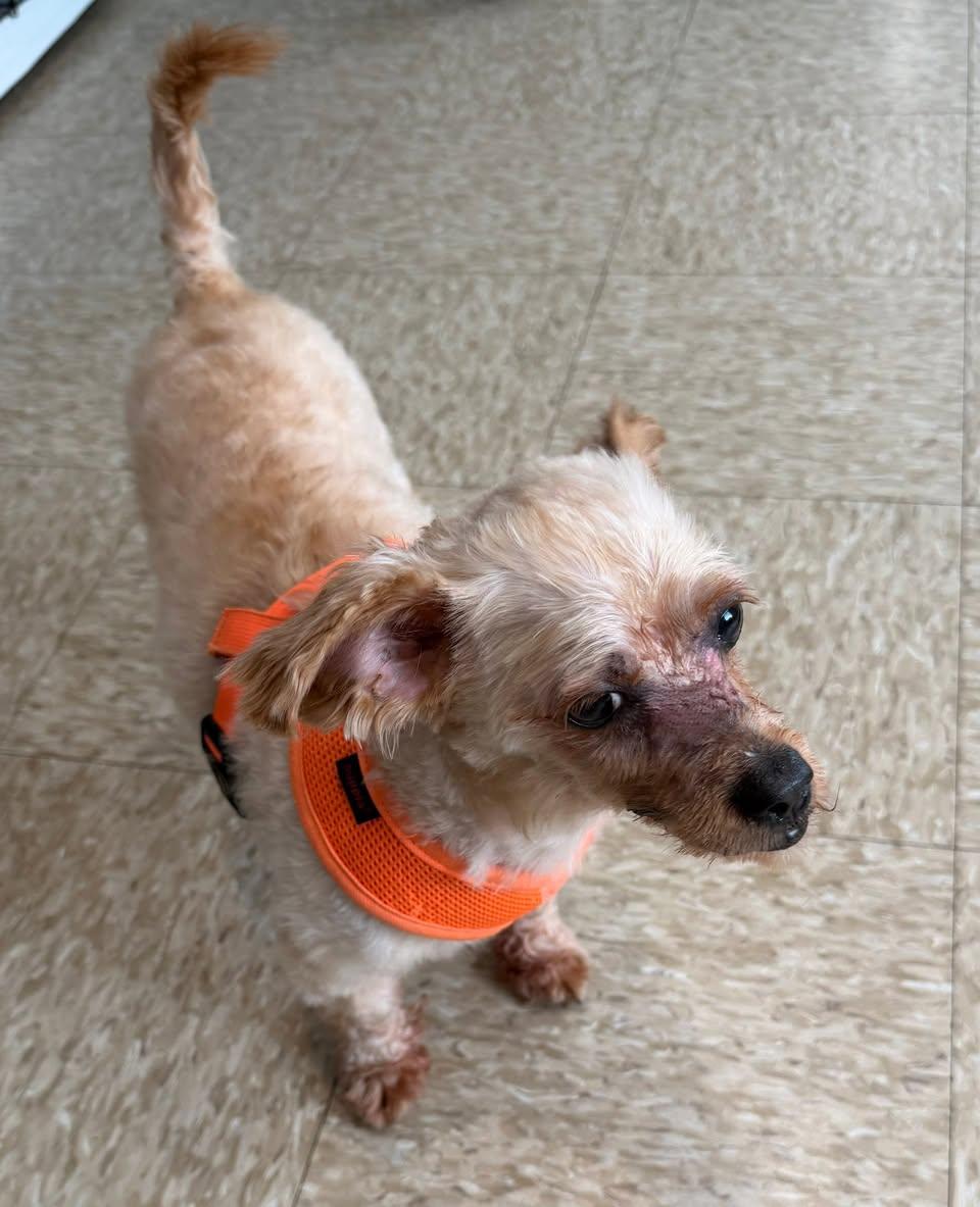 Enlarge Rudolph, an adopted mixed breed in Glendale, NY image 3/3