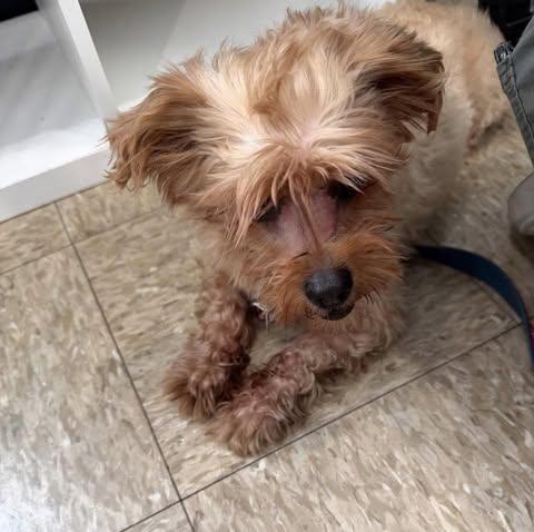 Enlarge Rudolph, an adopted mixed breed in Glendale, NY image 2/3
