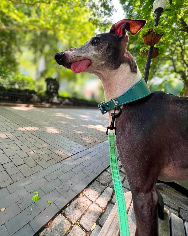 Golden Earring, a Adoptable Italian Greyhound in Philadelphia, PA image 2/6