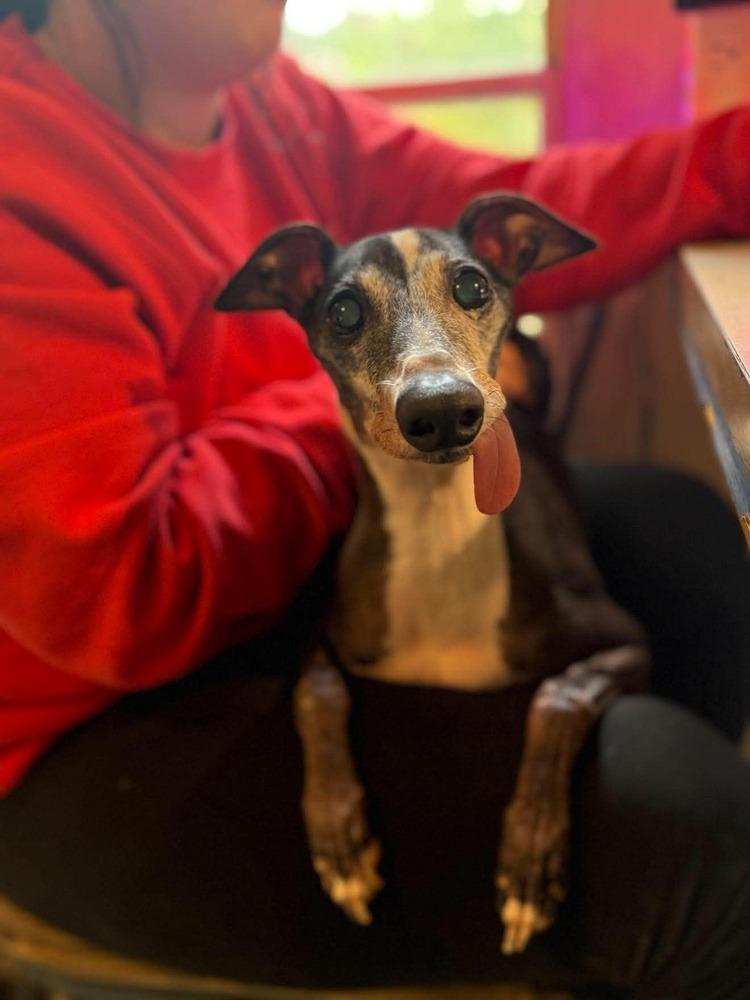 Golden Earring, a Adoptable Italian Greyhound in Philadelphia, PA image 3/6