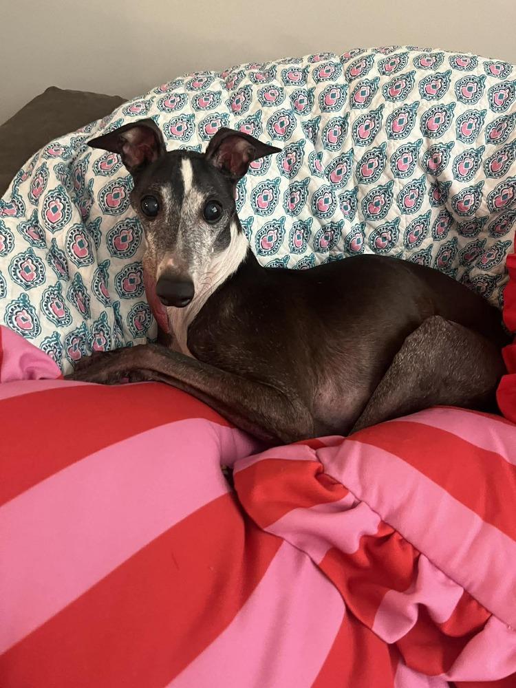 Golden Earring, a Adoptable Italian Greyhound in Philadelphia, PA image 4/6