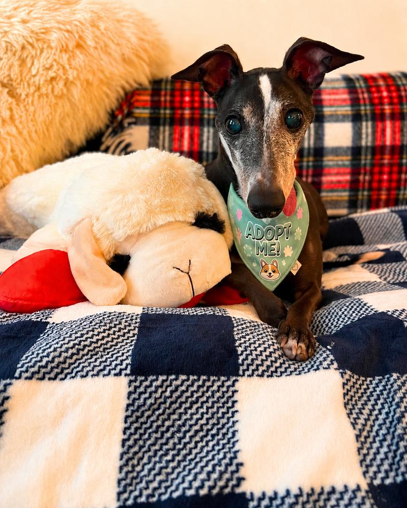 Golden Earring, a Adoptable Italian Greyhound in Philadelphia, PA image 5/6